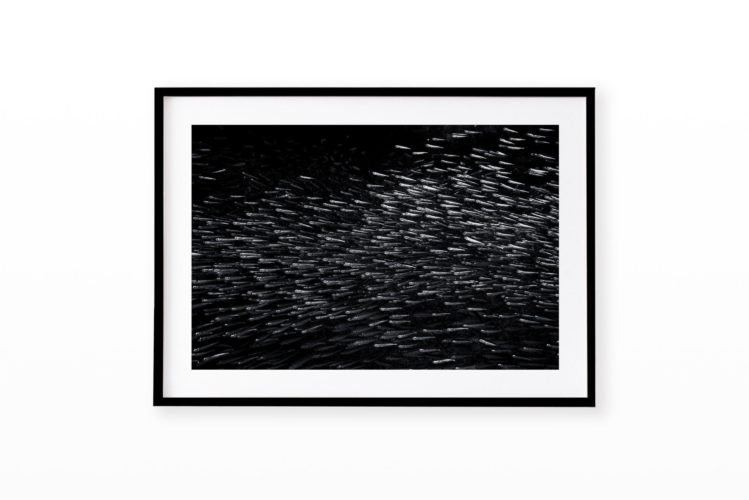 ChromeSardineFrameBlack.jpg