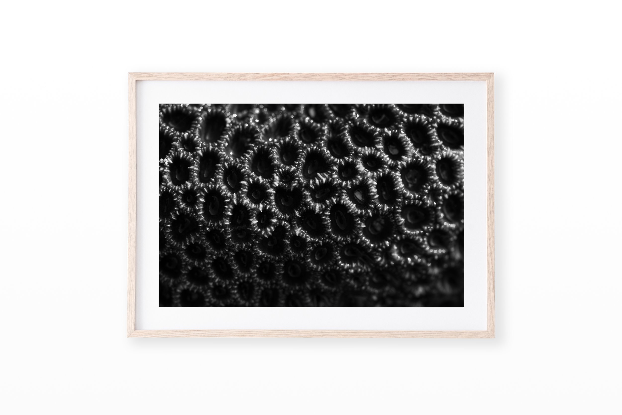 ReefTextureFrame.jpg