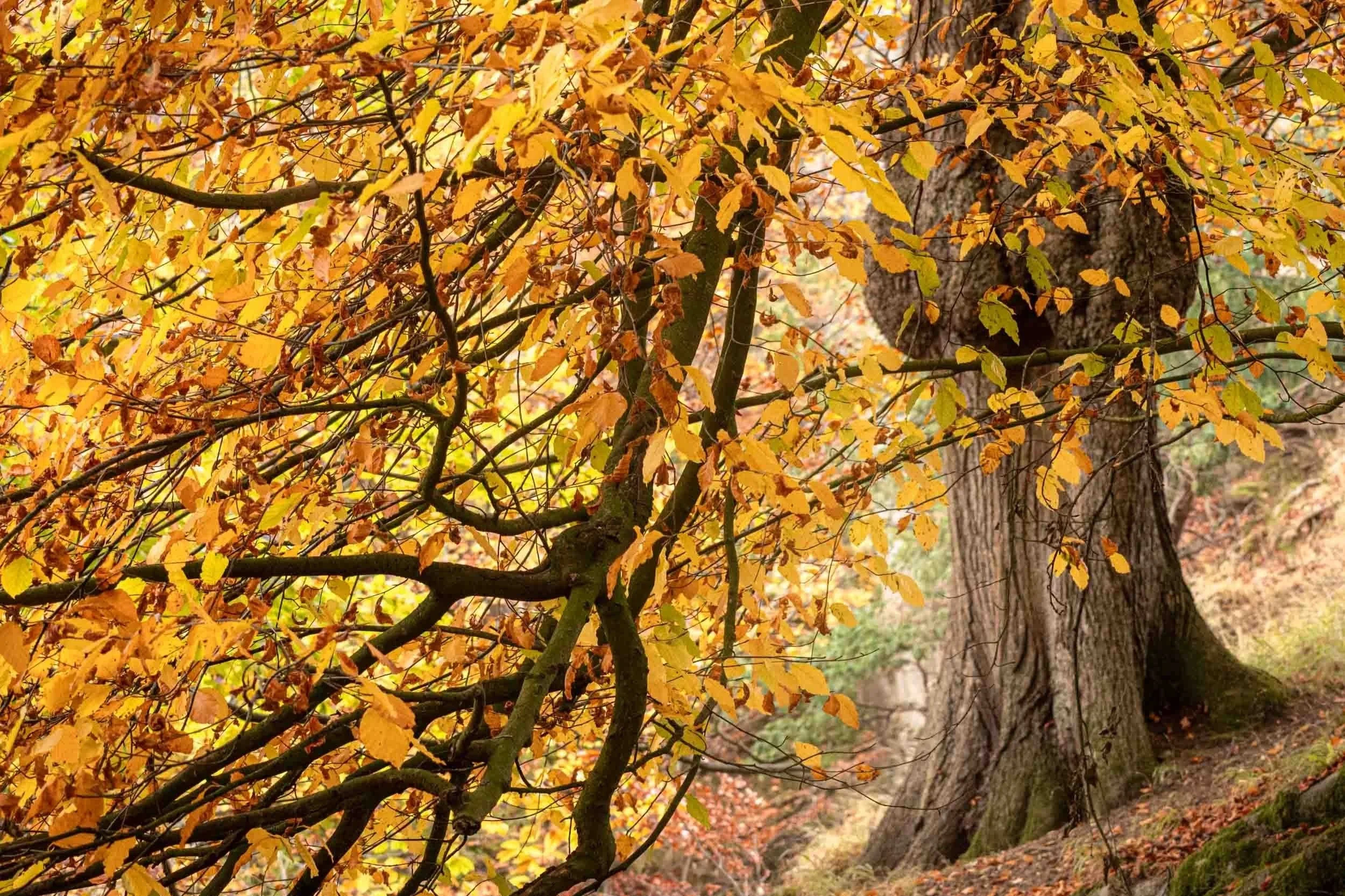 Autumn Beech