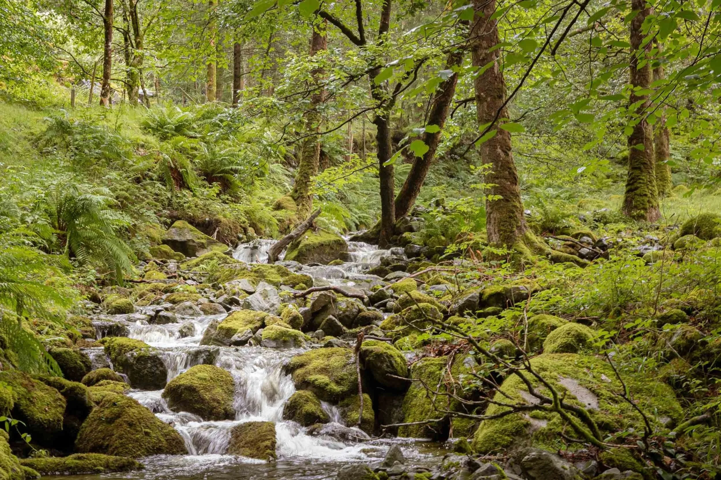 Woodland Falls