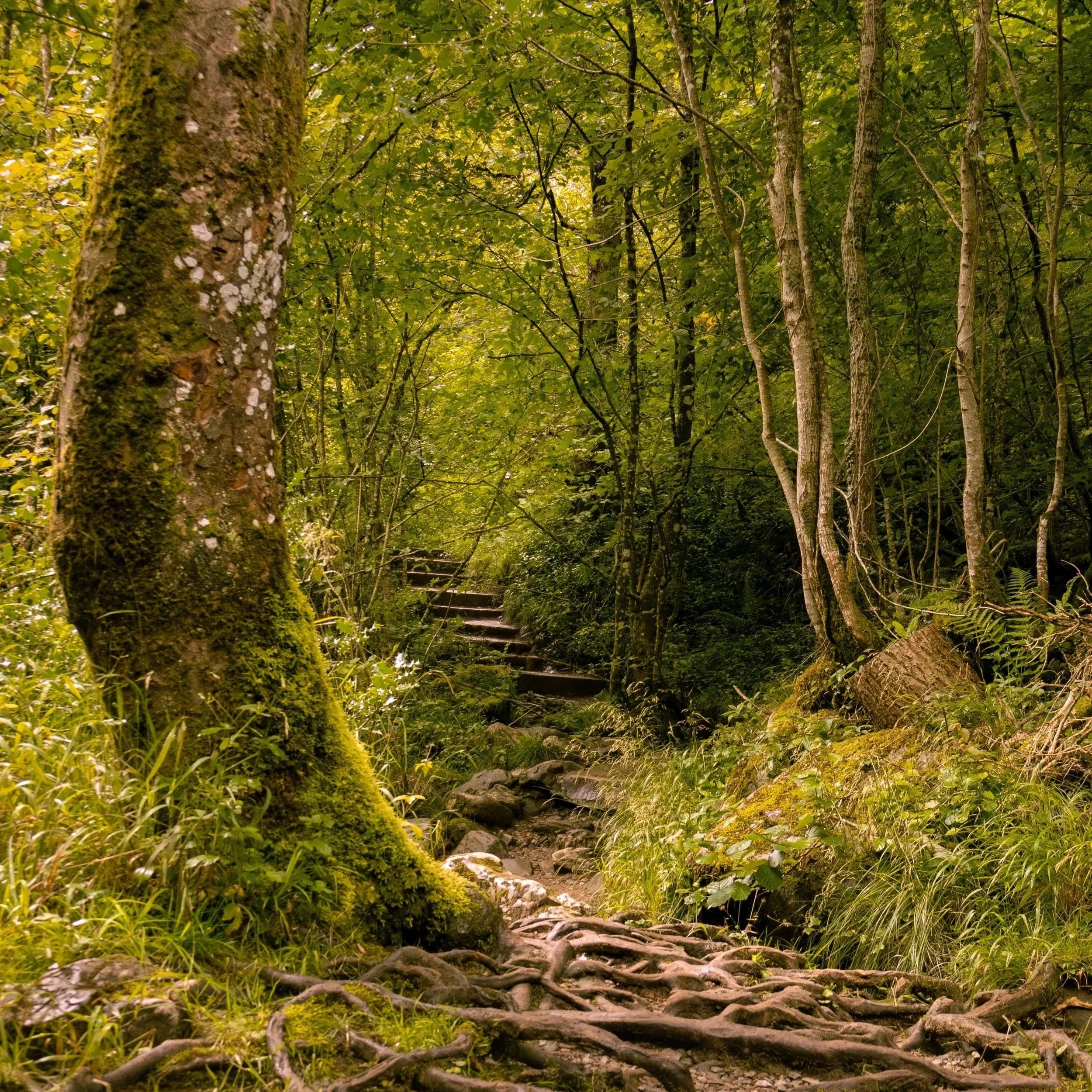 Woodland Path