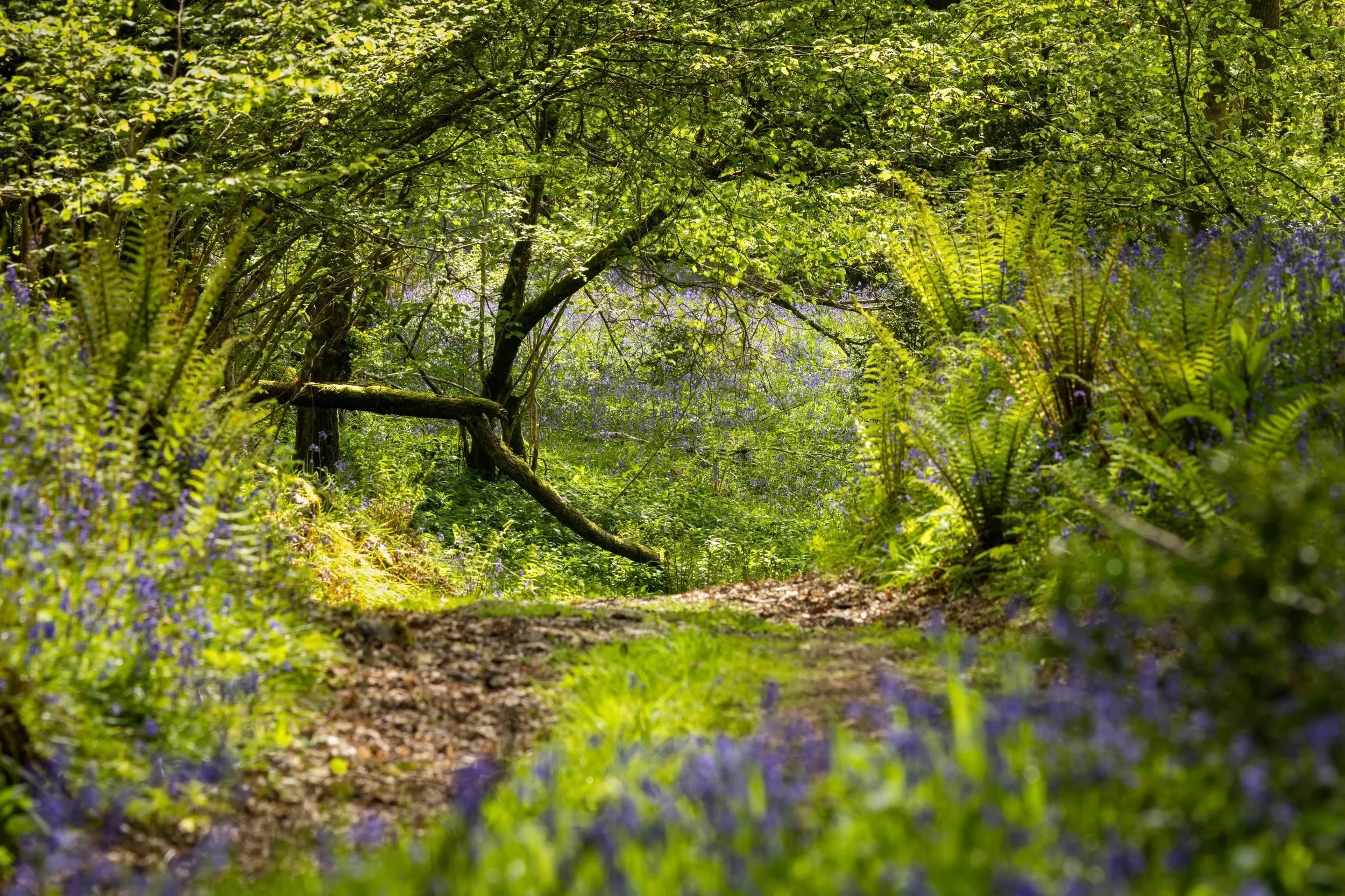 The Forked Path