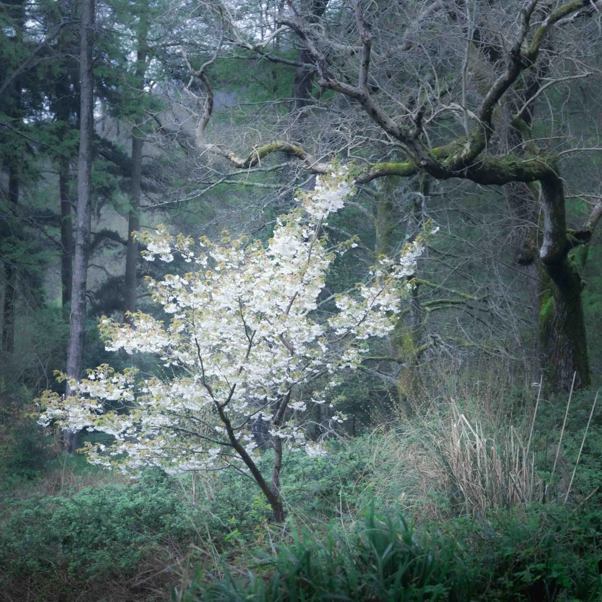 Blooming Tree!