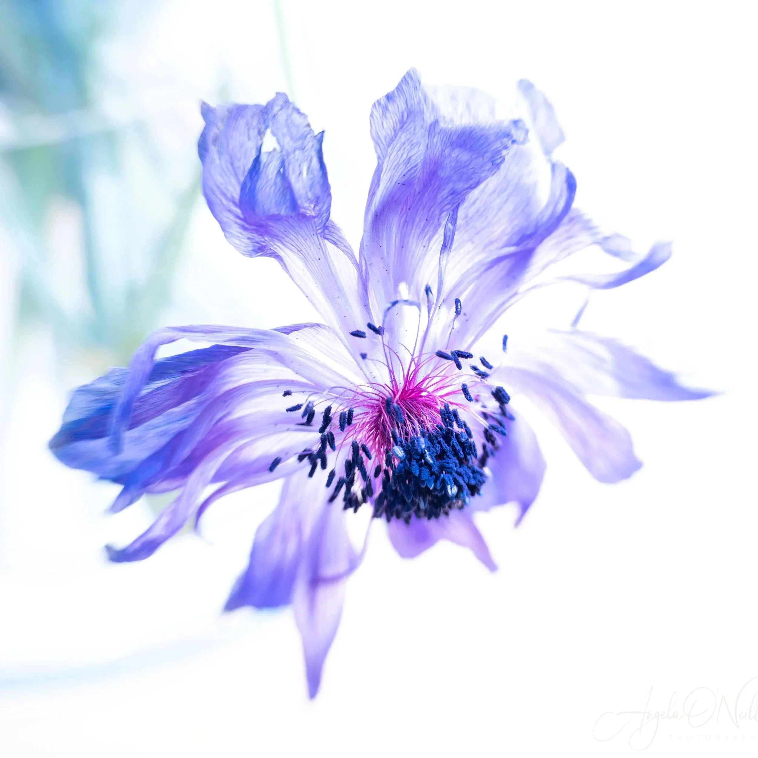 Purple Windflower