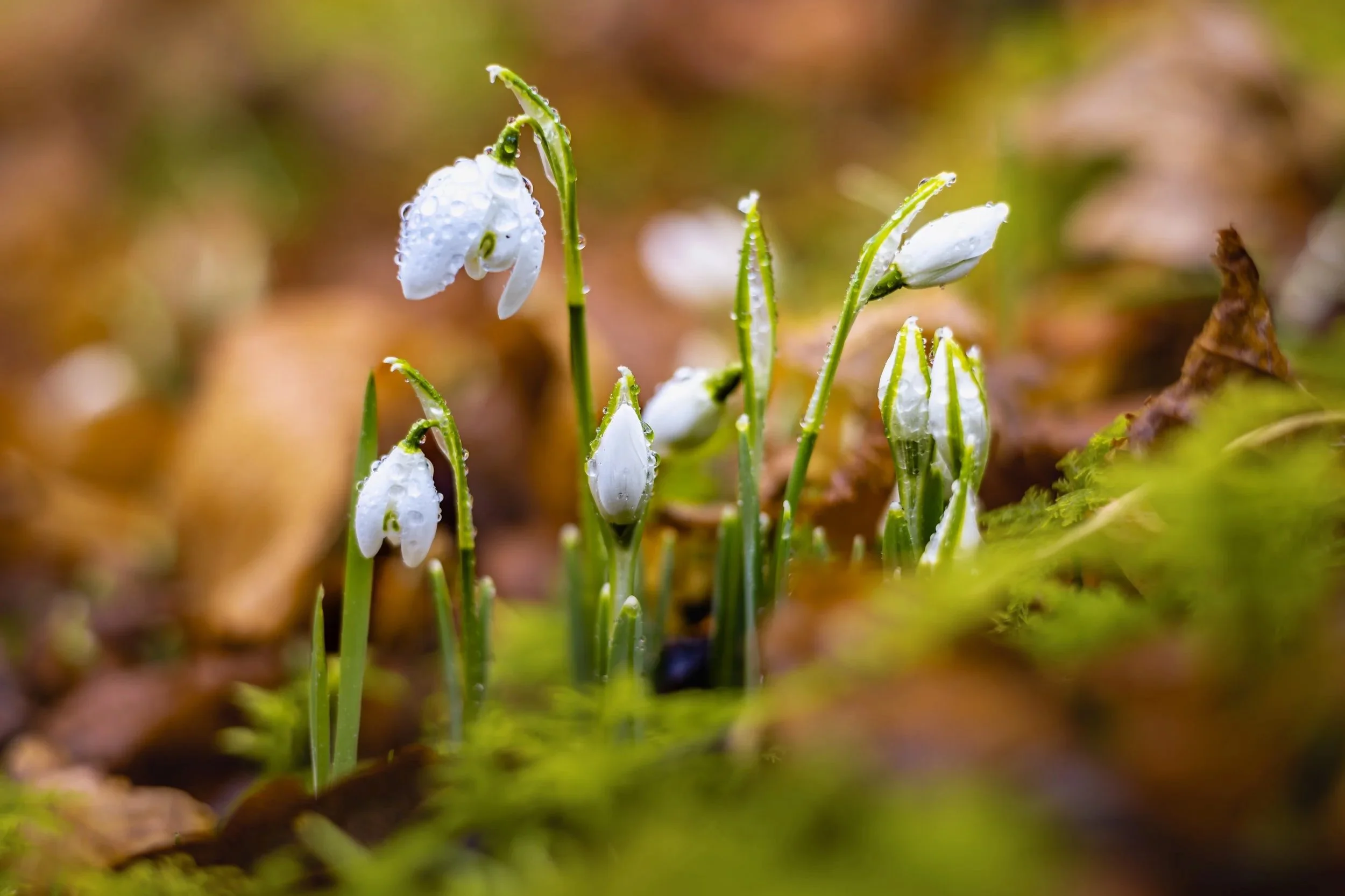 Tears of Spring