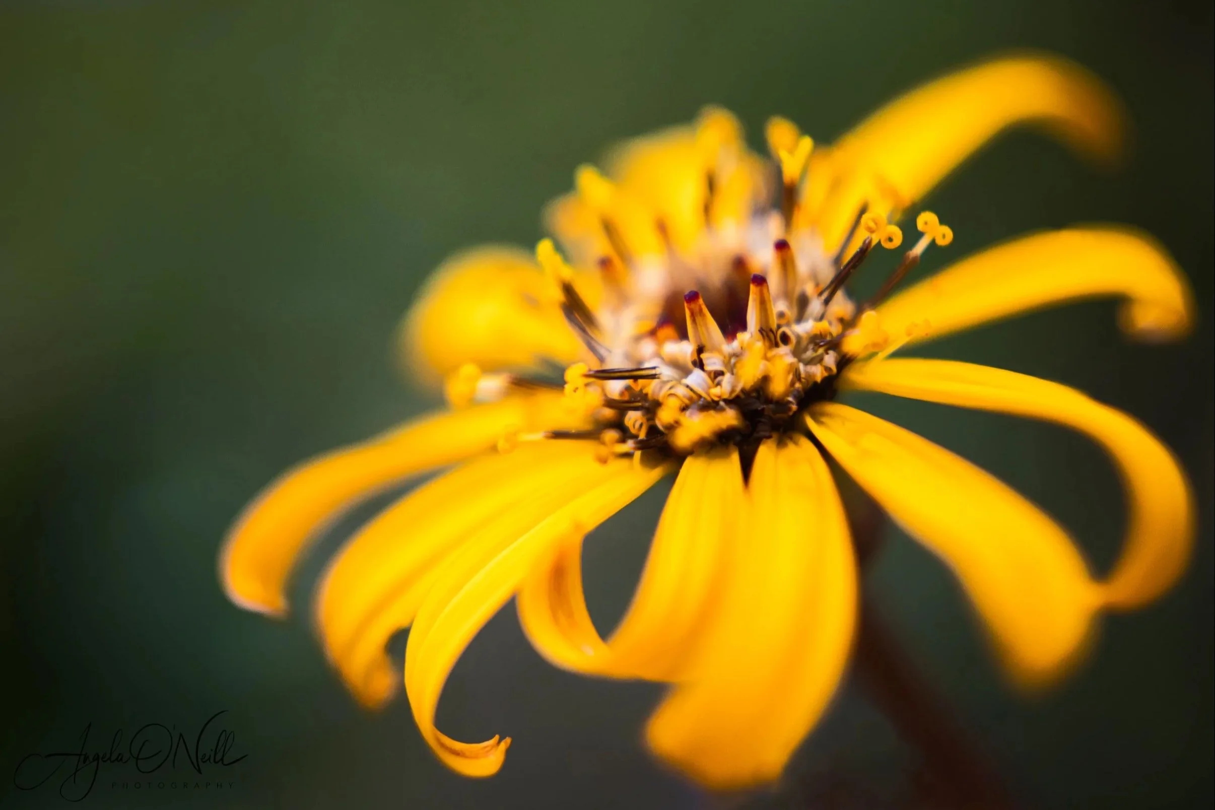 Amber Crown