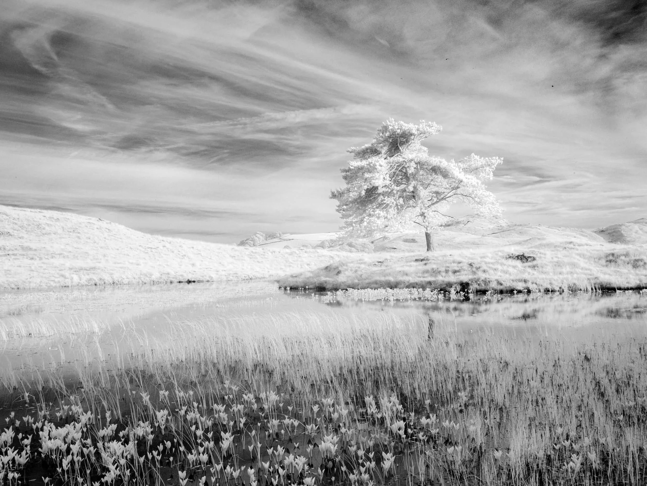 Ice Tree -IR