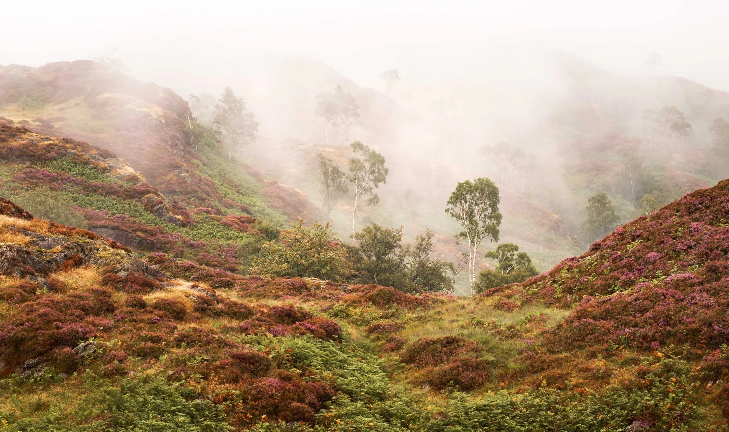 Where Trees Whisper in the Mist