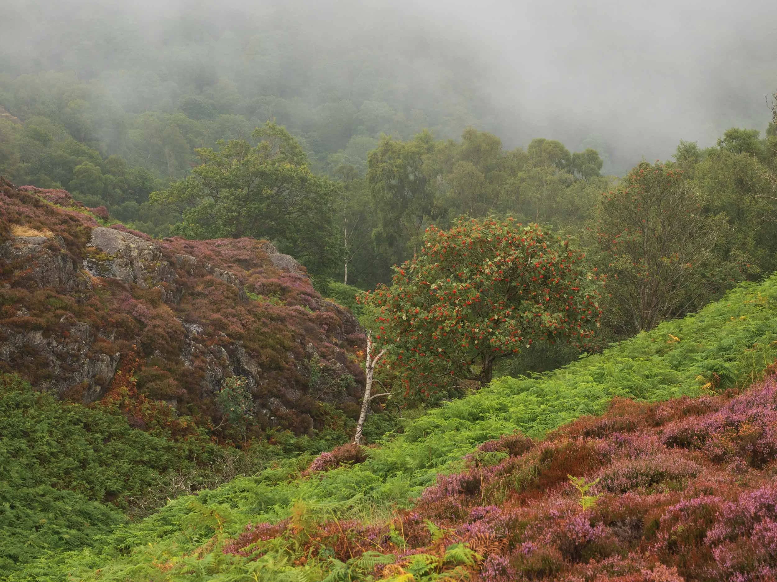 The Rowan Tree