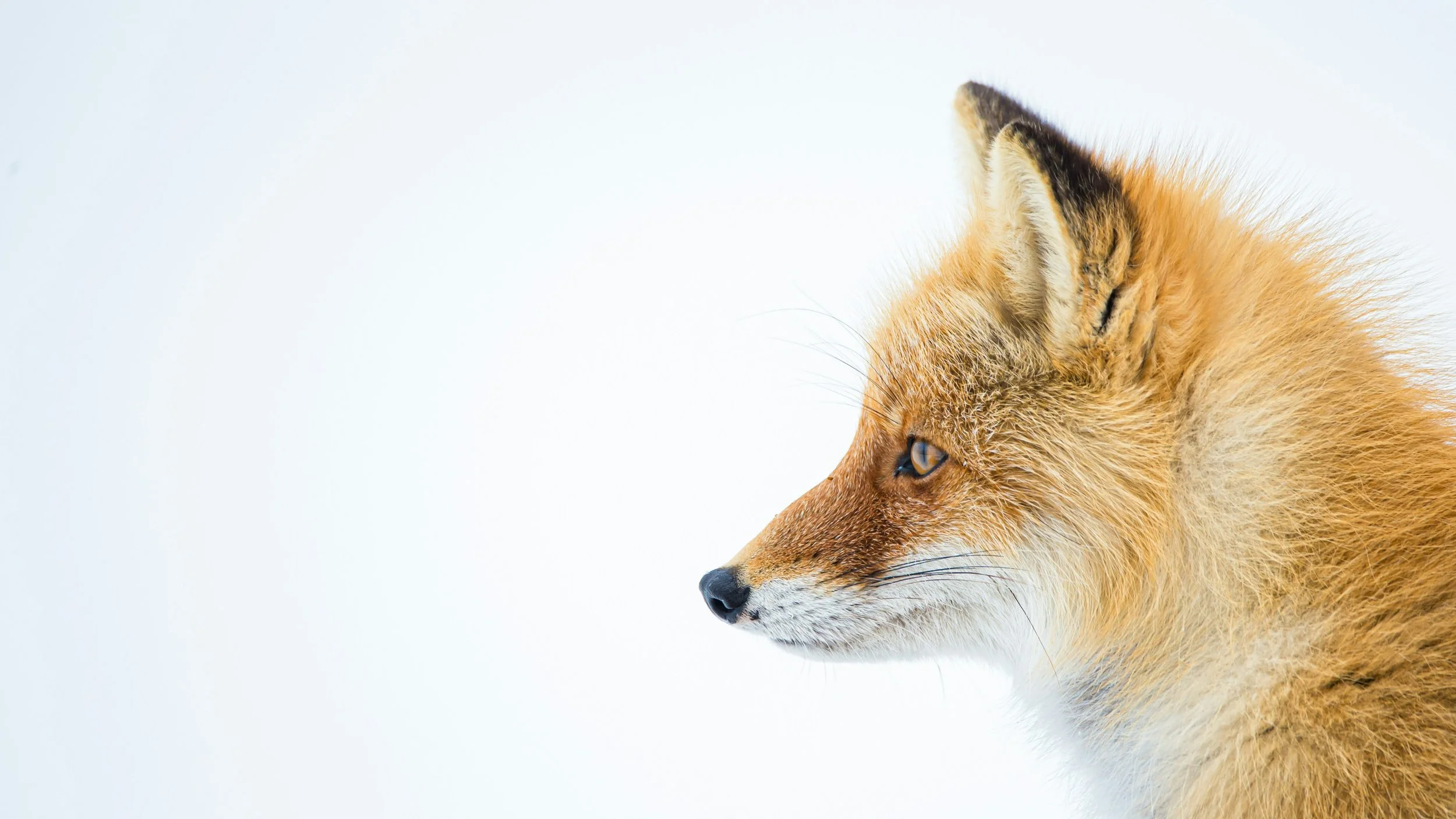 FoxTales Now Streaming: Why Fundamentals Still Win in the Age of AI&nbsp;
