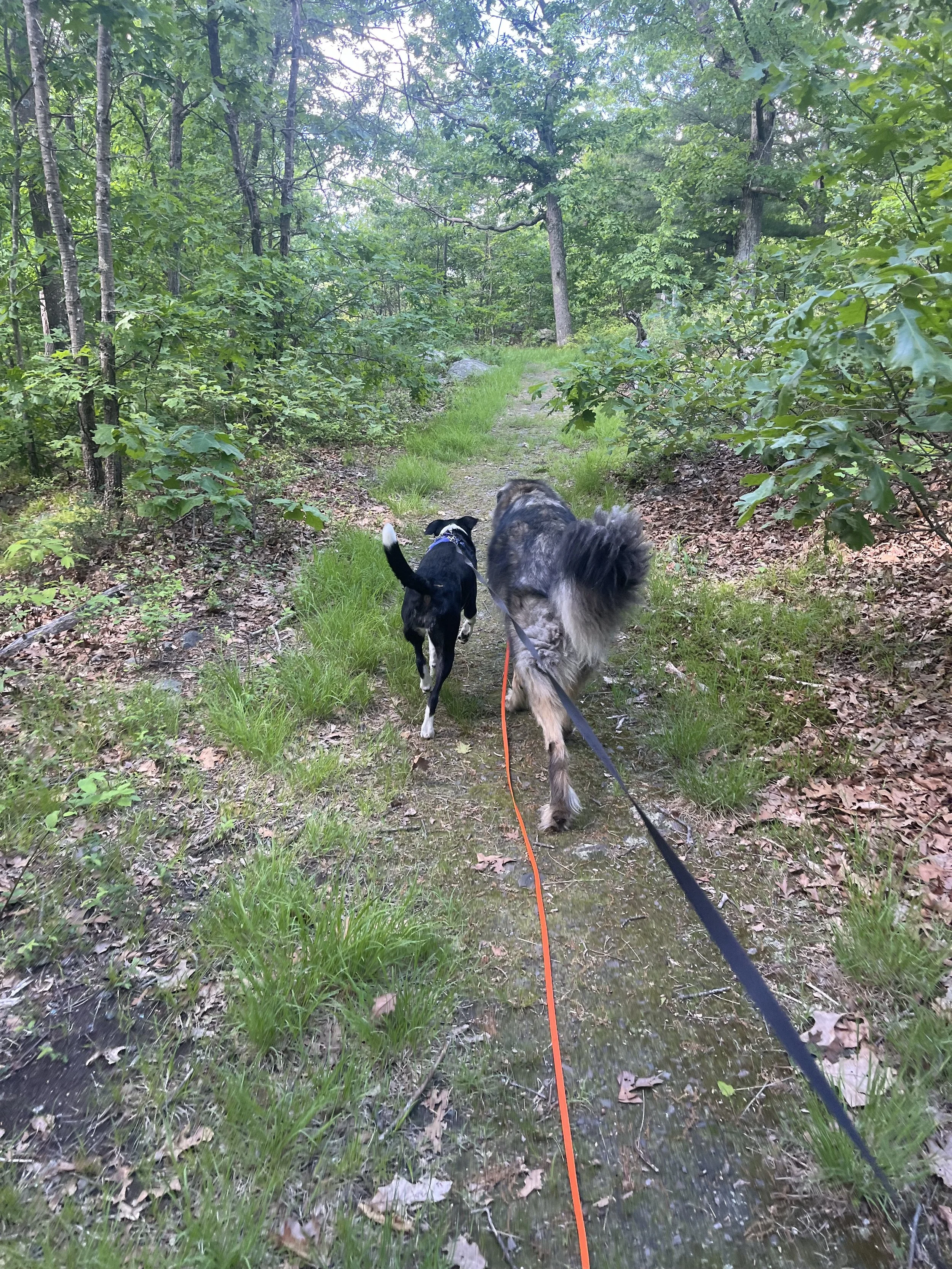 5 Reasons to use a Long Leash
