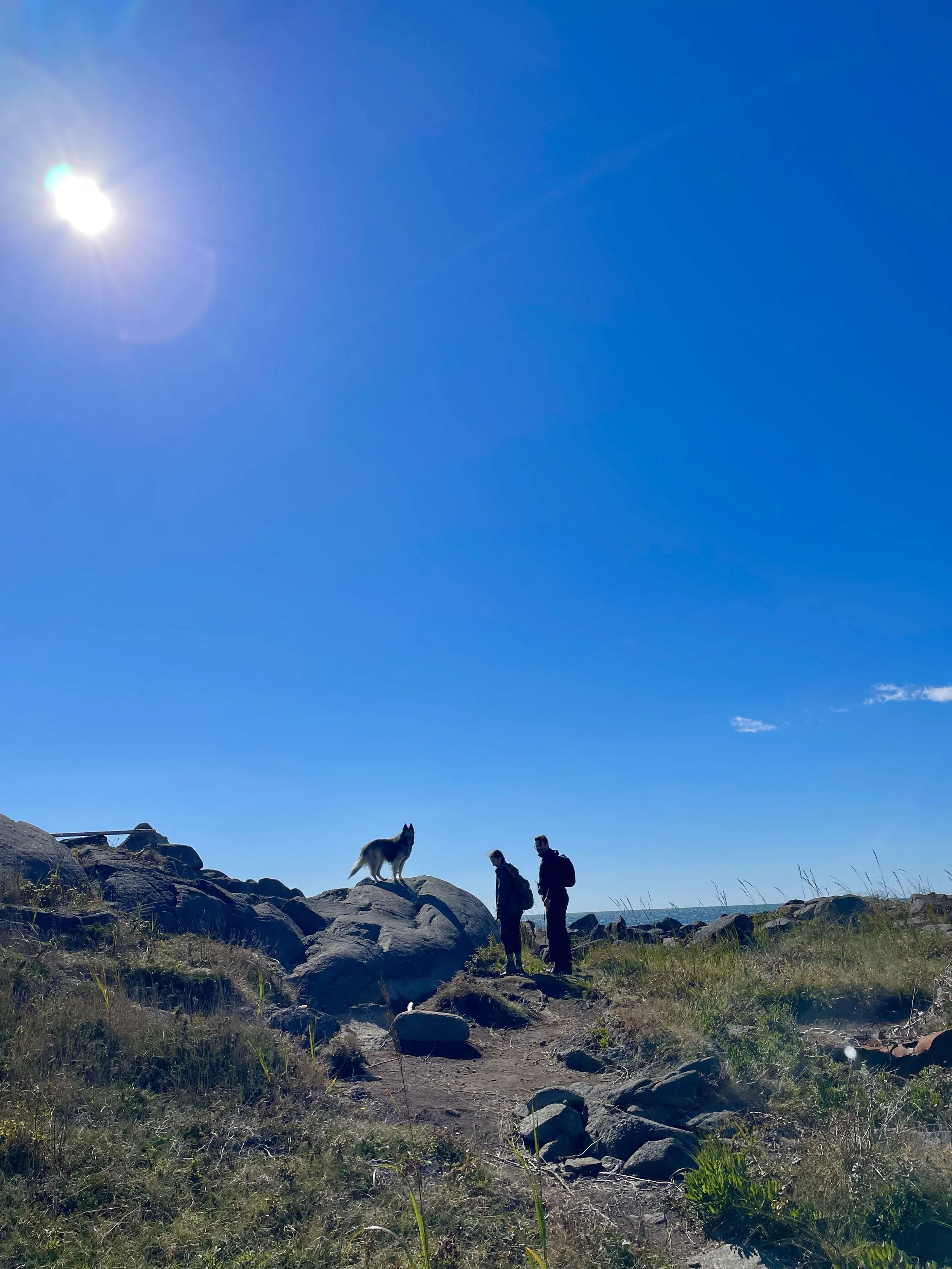 Setting Your Dog Up for Success in New Experiences