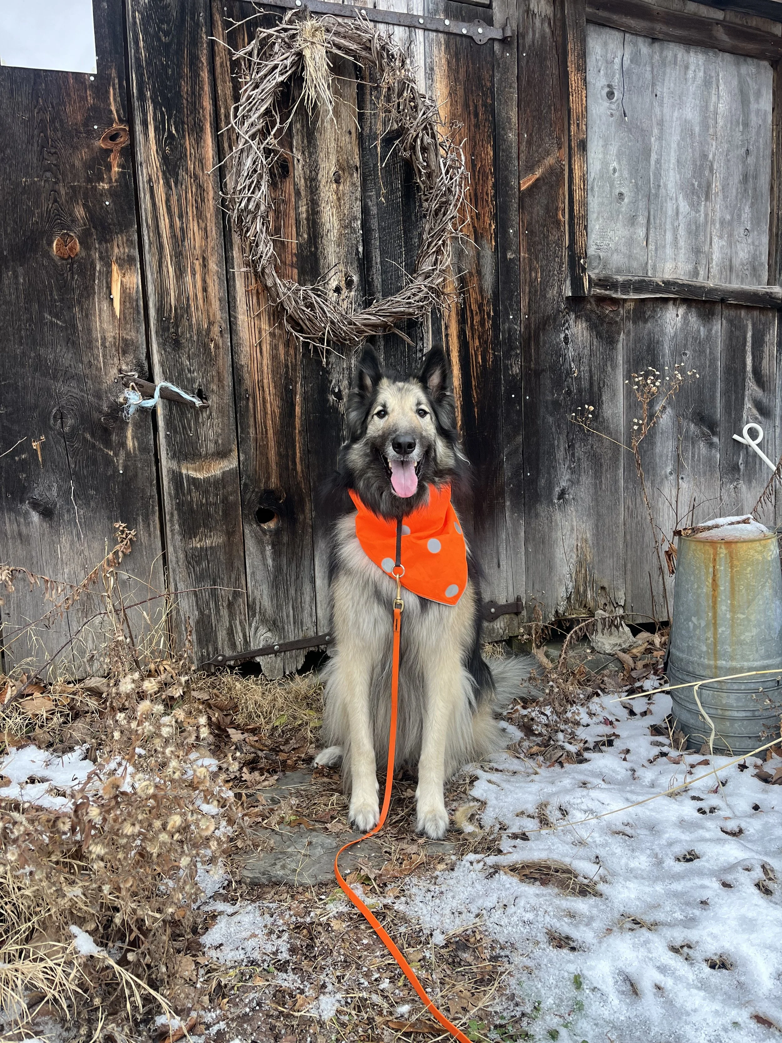 One of the Best Training Tips to Keep Your Dog Safe