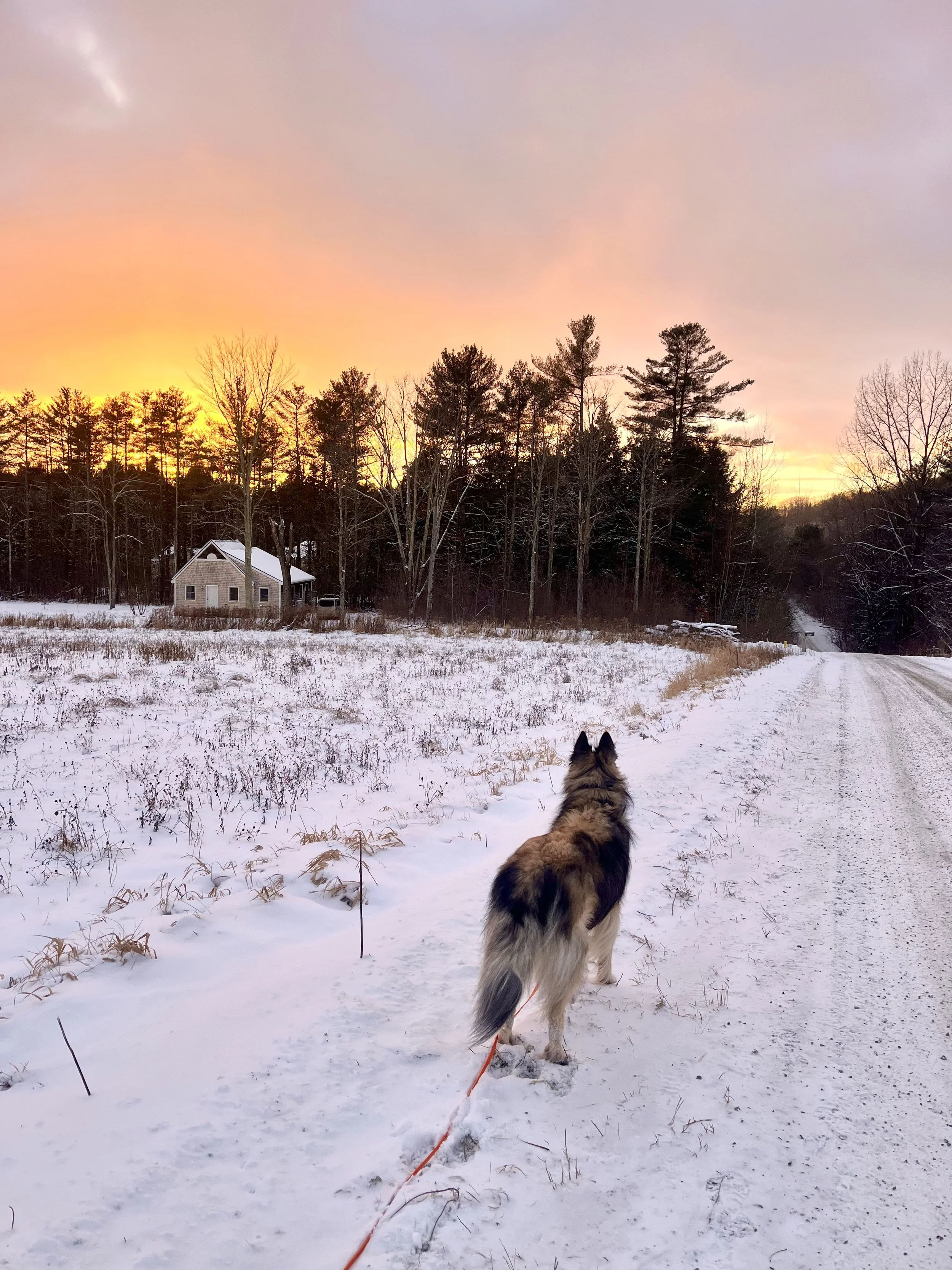 You Can’t Remove Your Dog’s Prey Drive