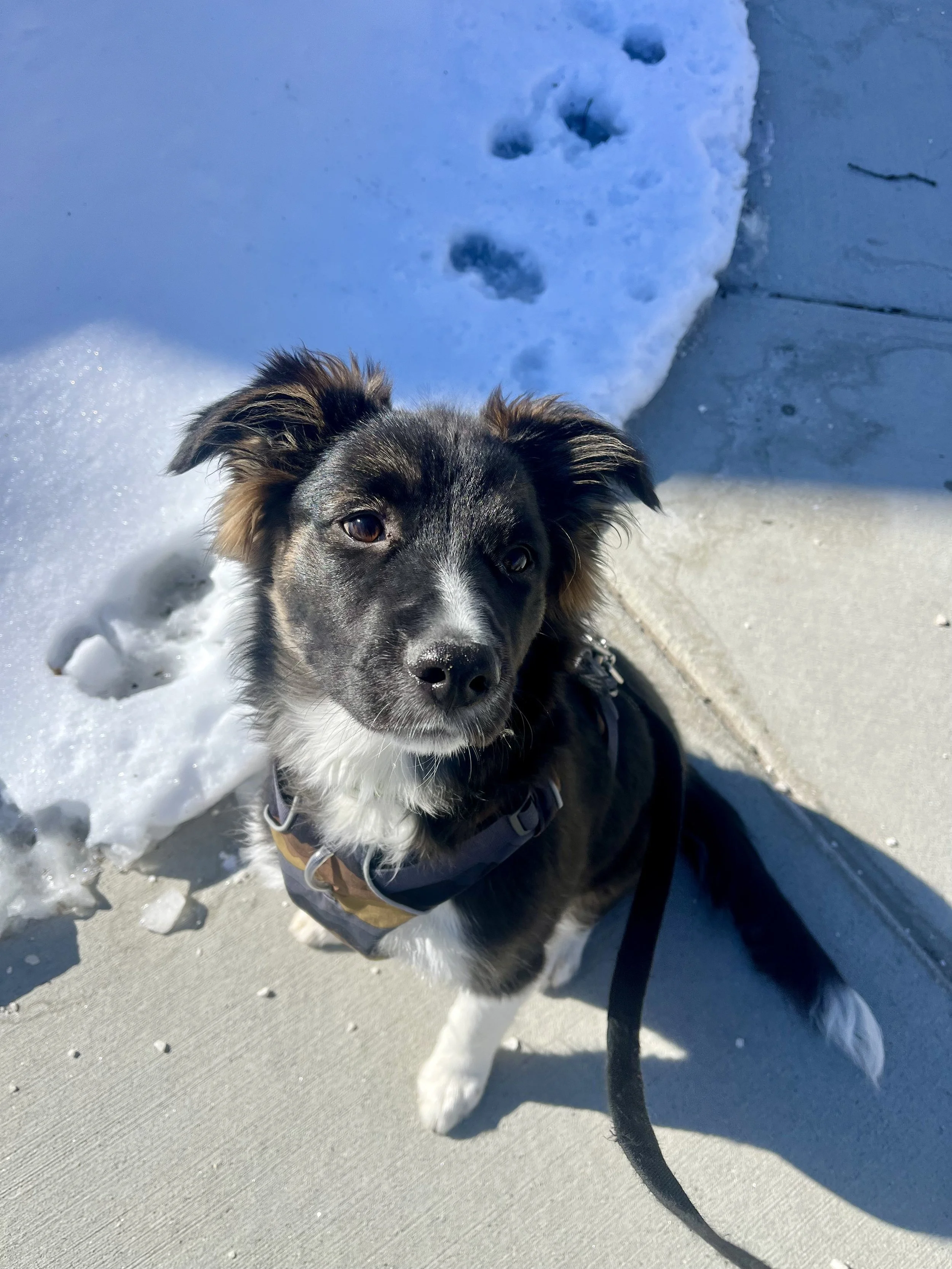 Play is the Way to Conquer your Puppy’s Fear Period