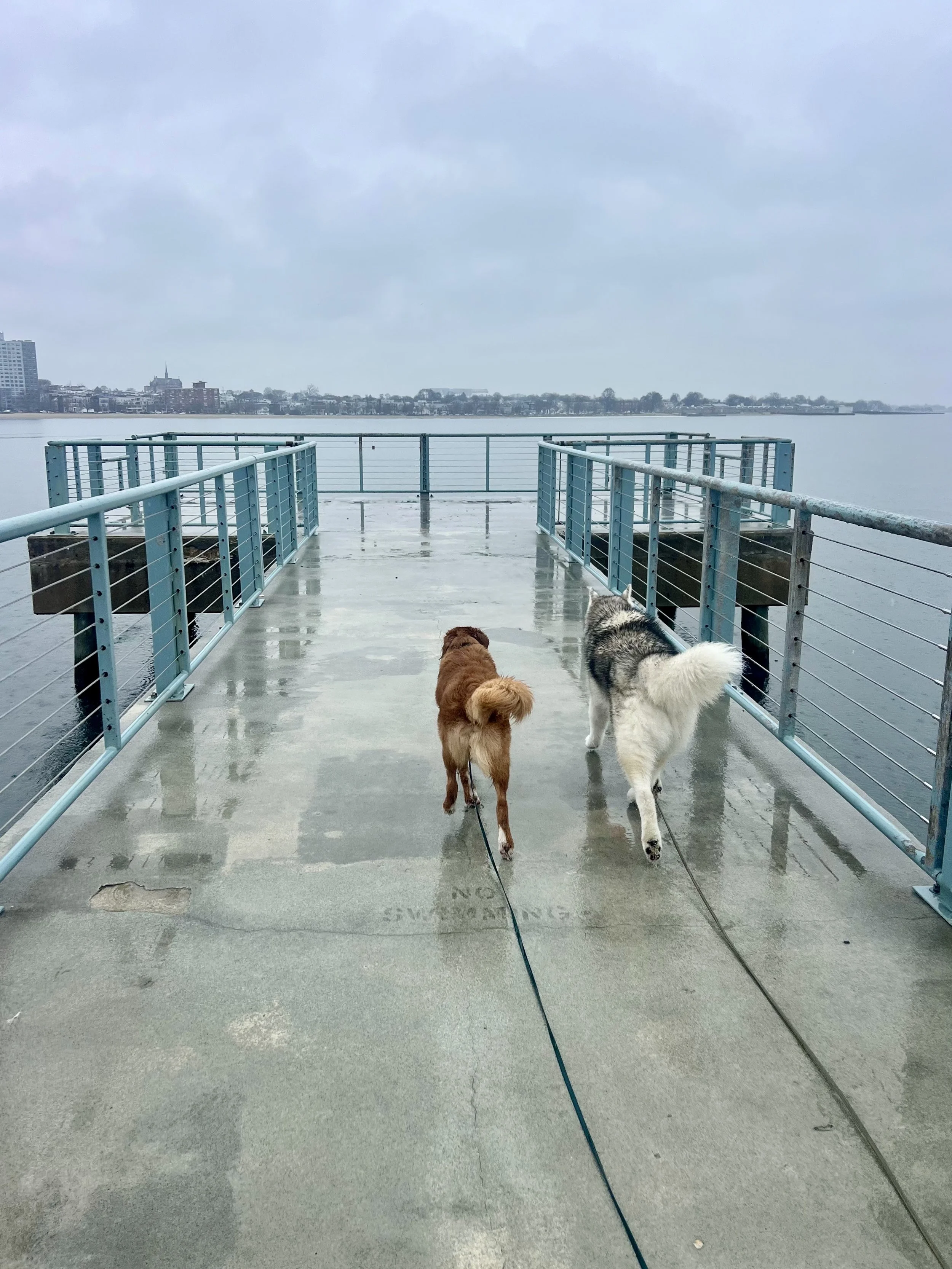 Why Do I Use a Collar AND a Harness to Teach Loose Leash Walking?