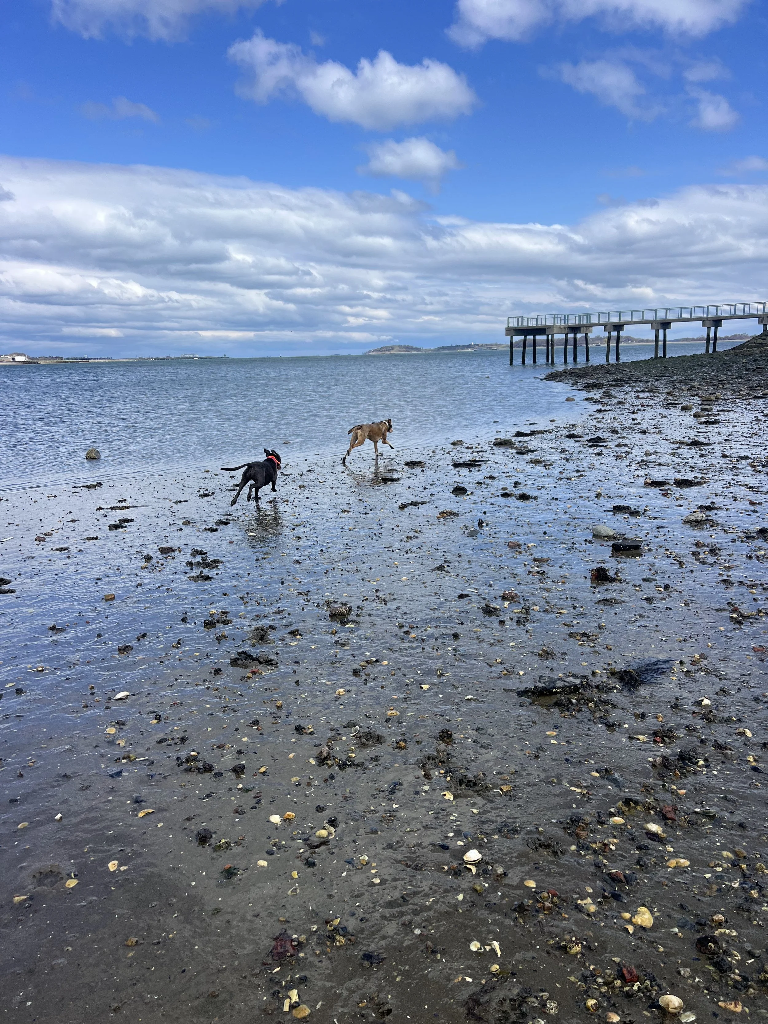 Should I Give my Dog Medication to Modify their Behavior? 