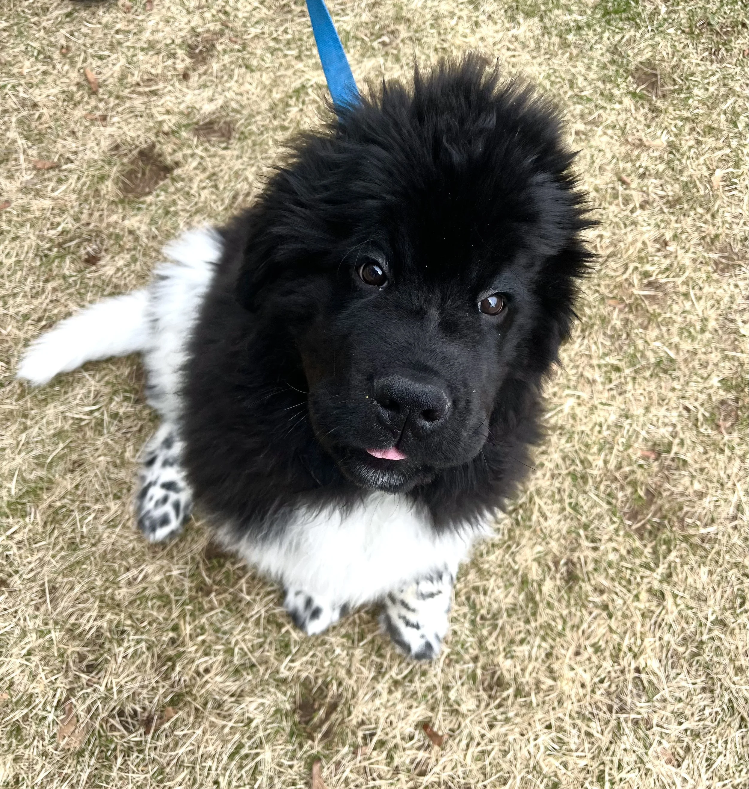 Why is Crate Training So Important?