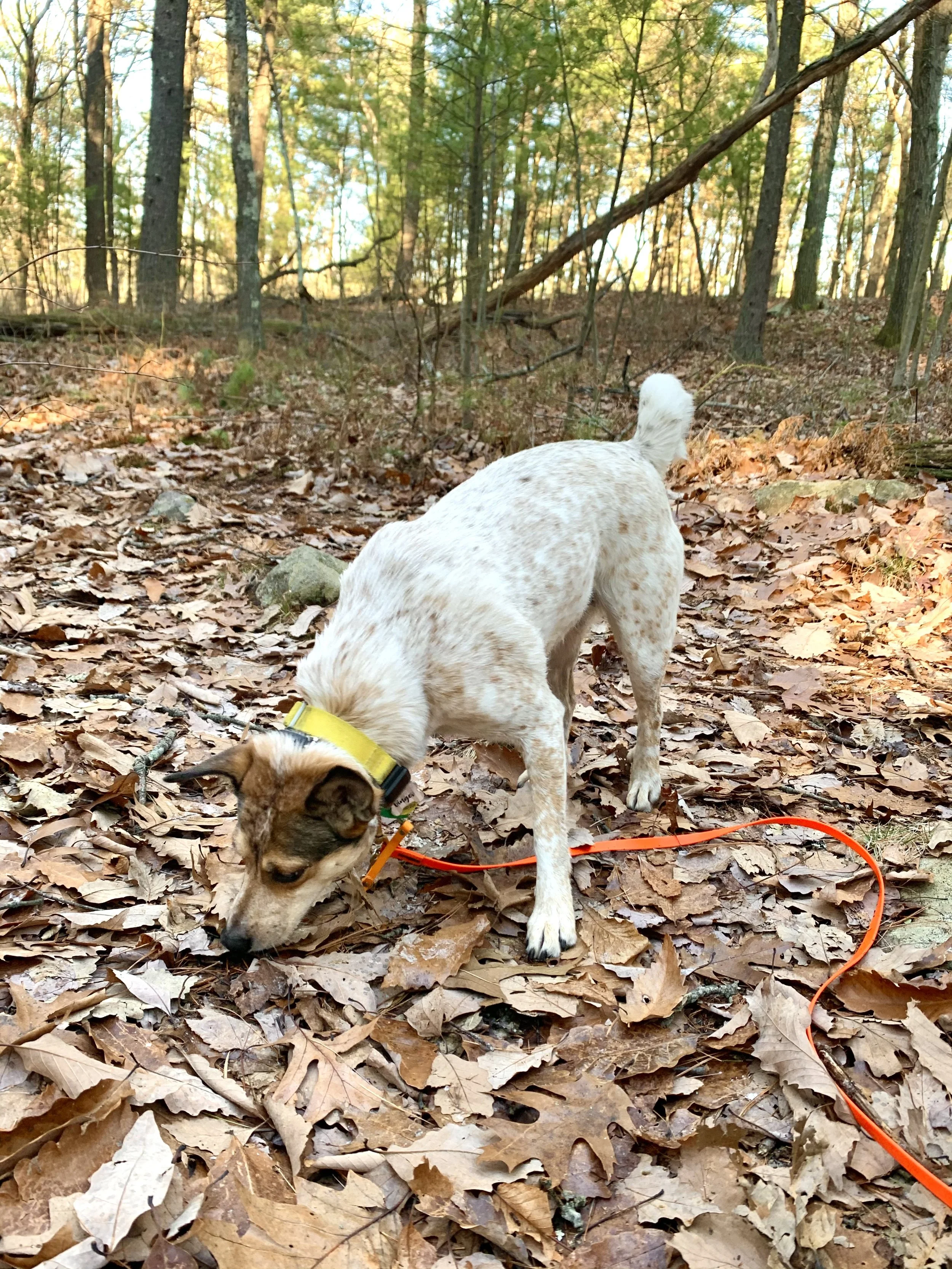 How Much Should I let my Dog Sniff on Walks?