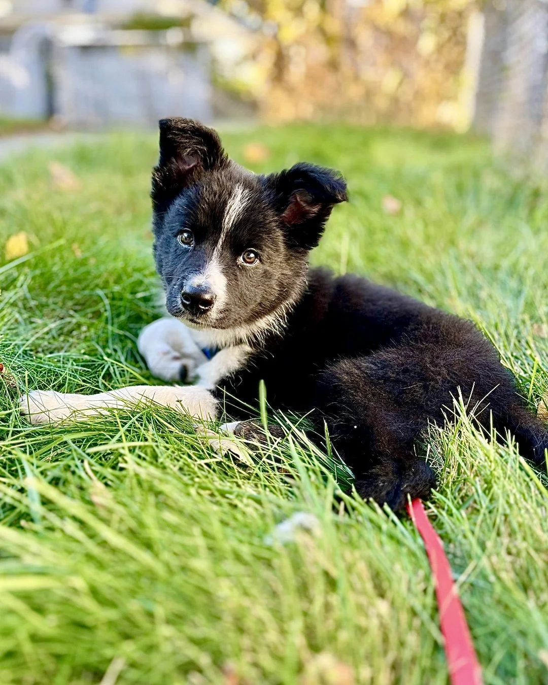 Debunking Puppy Training Myths 