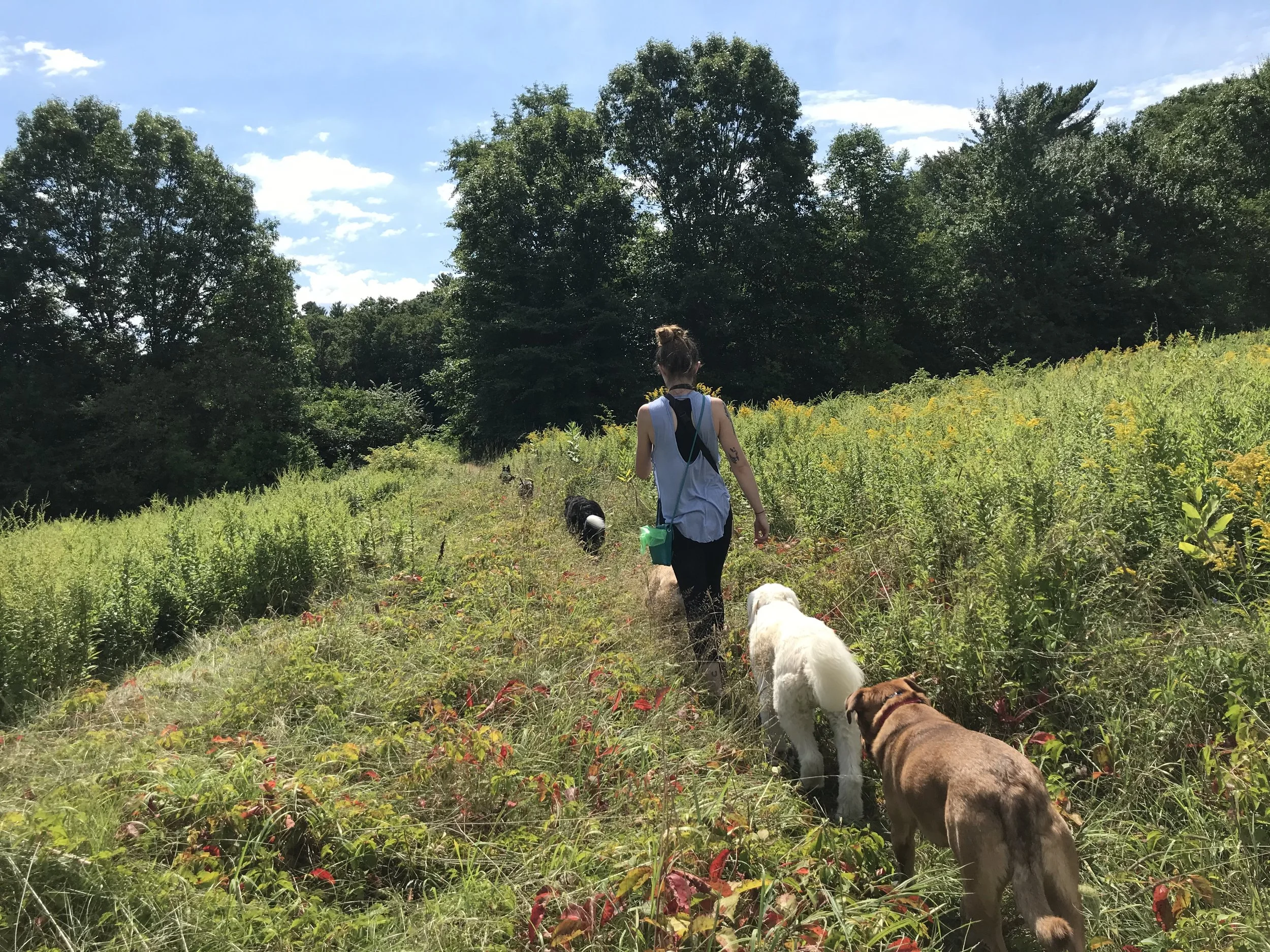 Is Your Dog Making You Reactive?