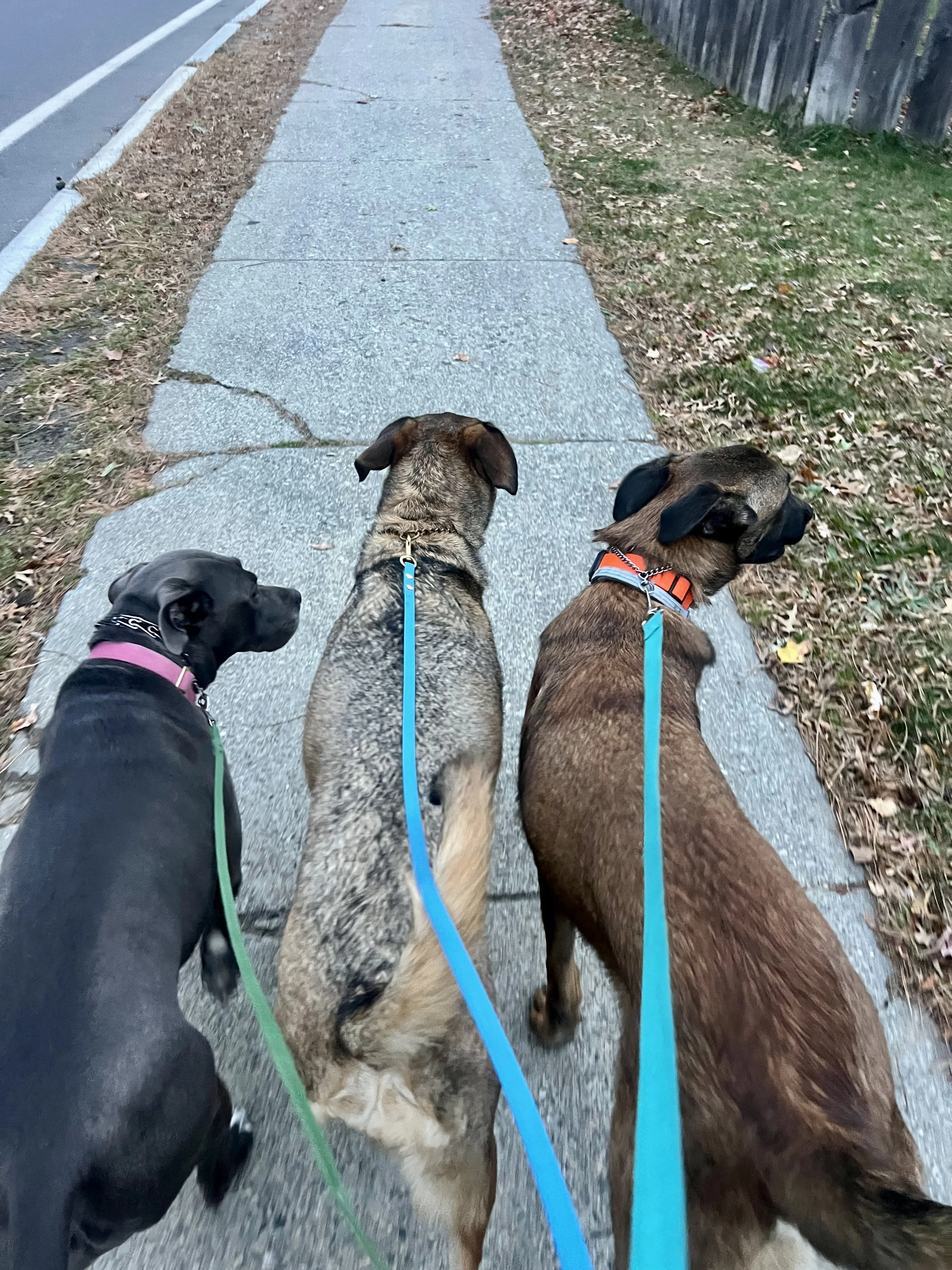 Flight, Fight, Freeze, Friend, and Why it is Uncomfortable for Dogs to Greet on Leash