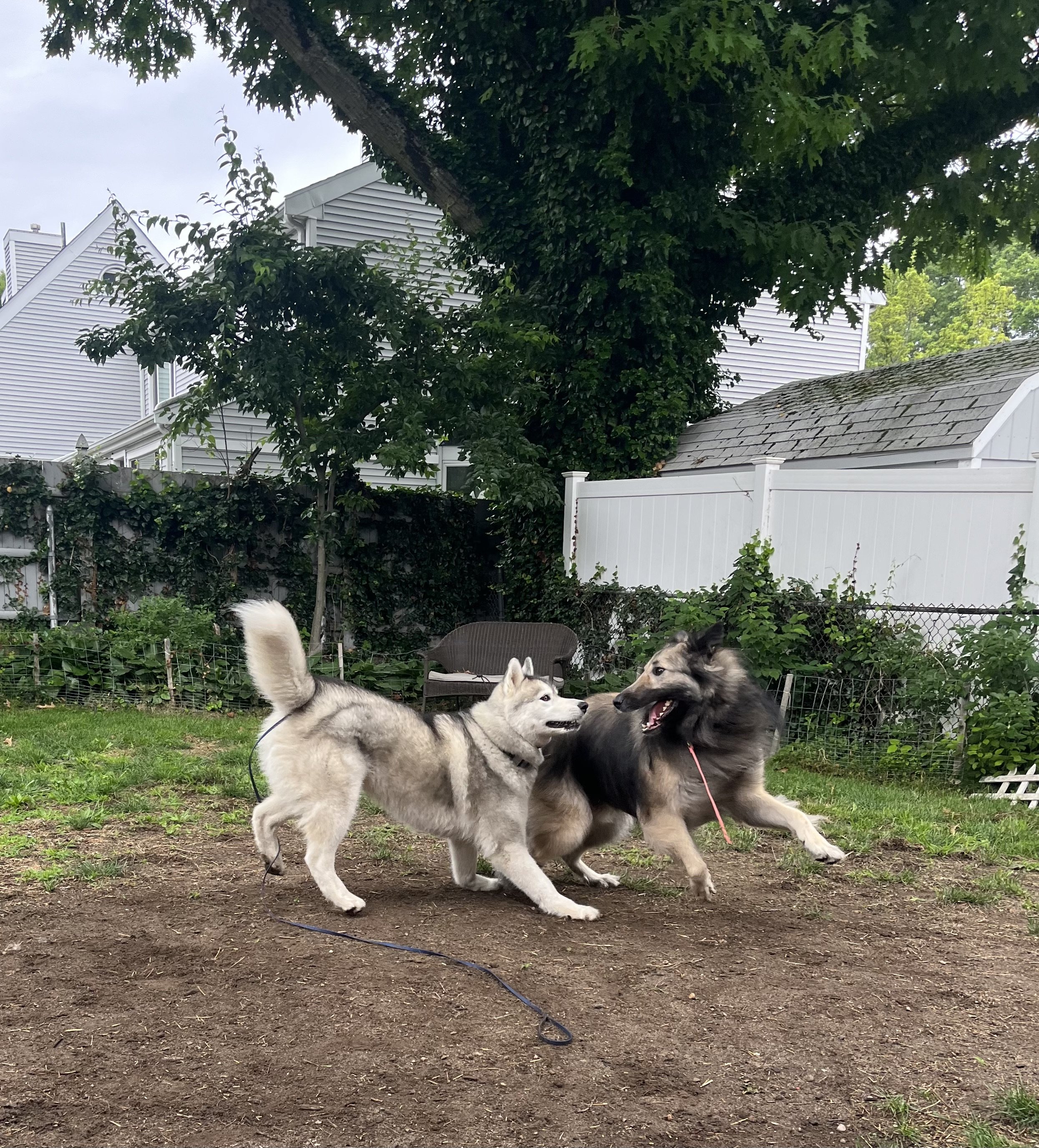 Is Rough Play Causing My Dog’s Reactivity?