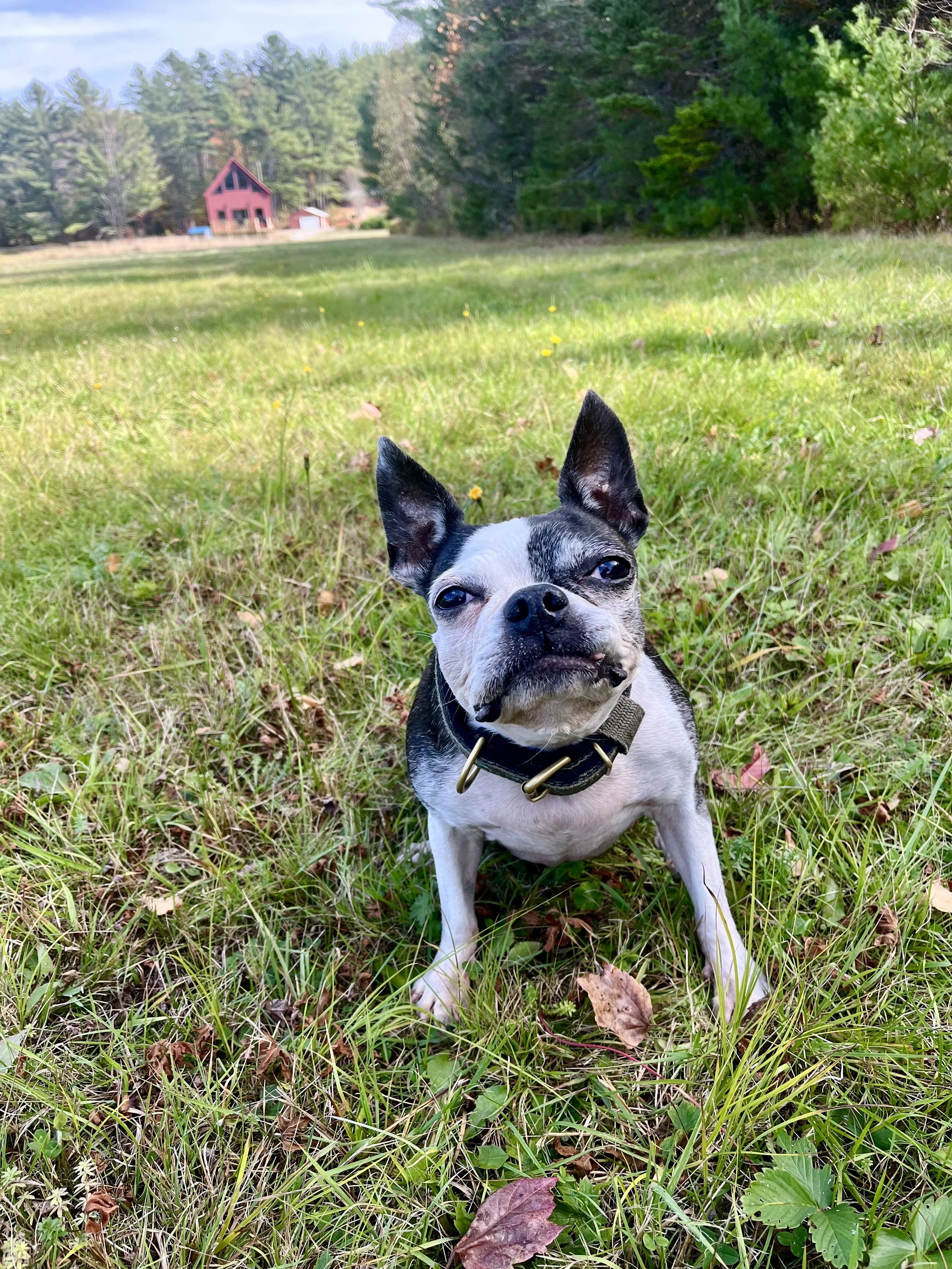 How to Support Your Senior Dog