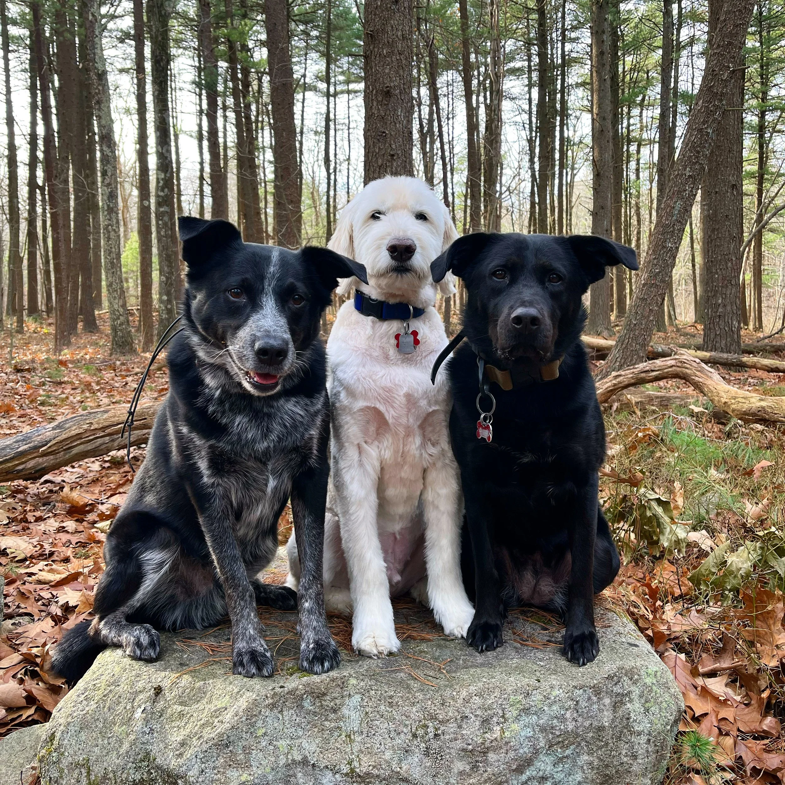 Are Dogs Pack Animals?