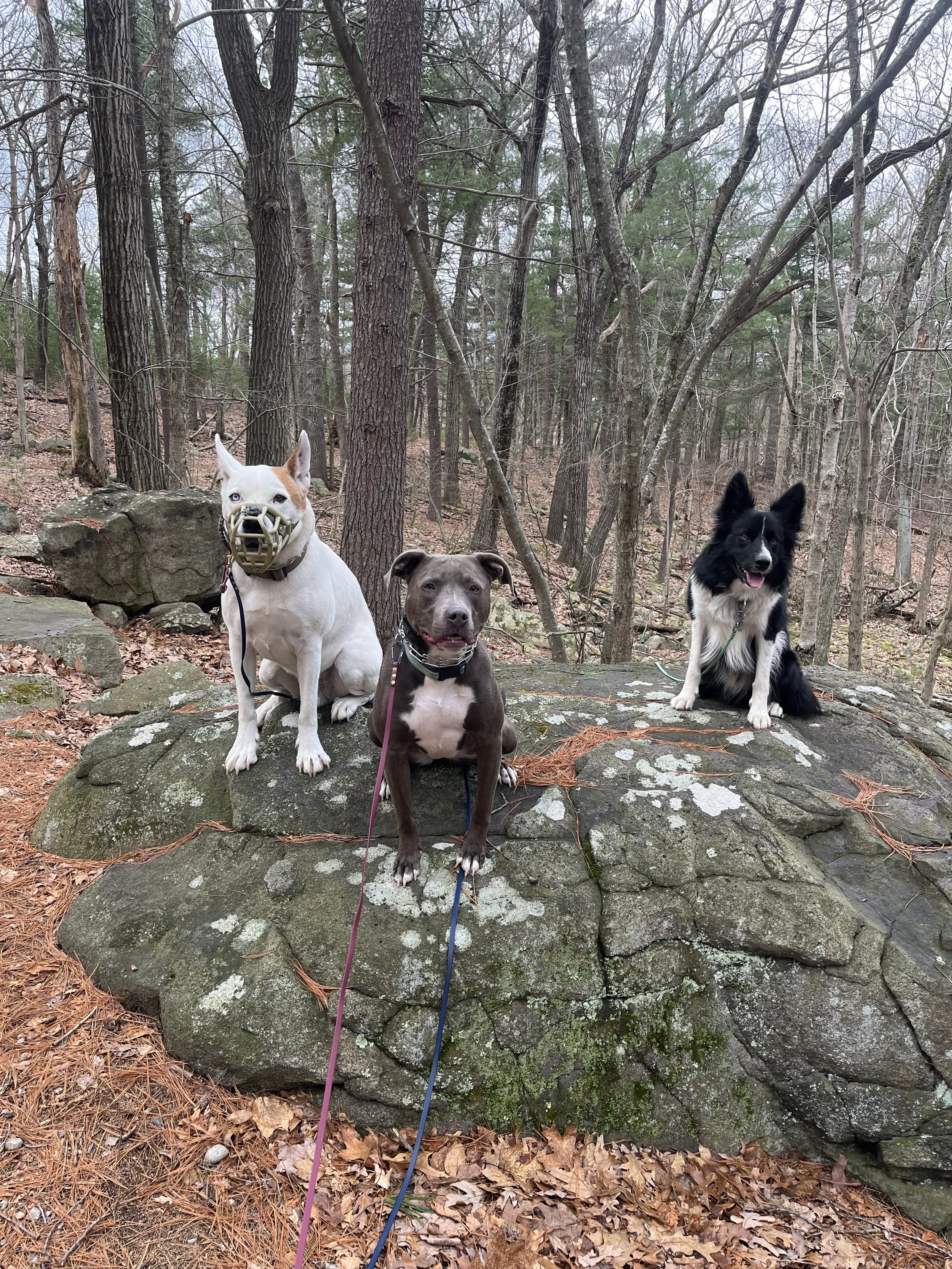 Leni’s Homeschool Program 