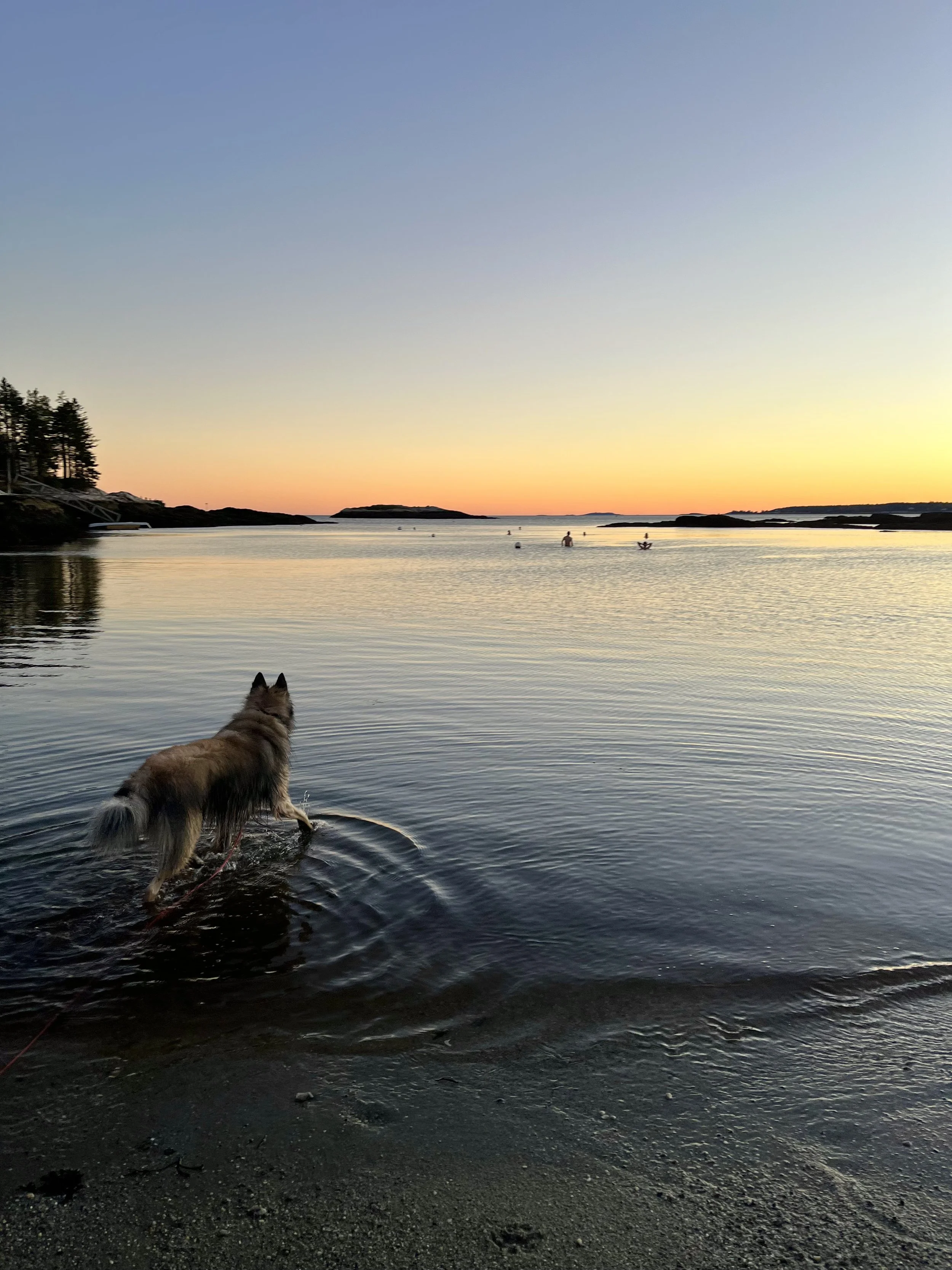 How to Keep Your Dog Comfortable and Healthy as the Weather Warms Up