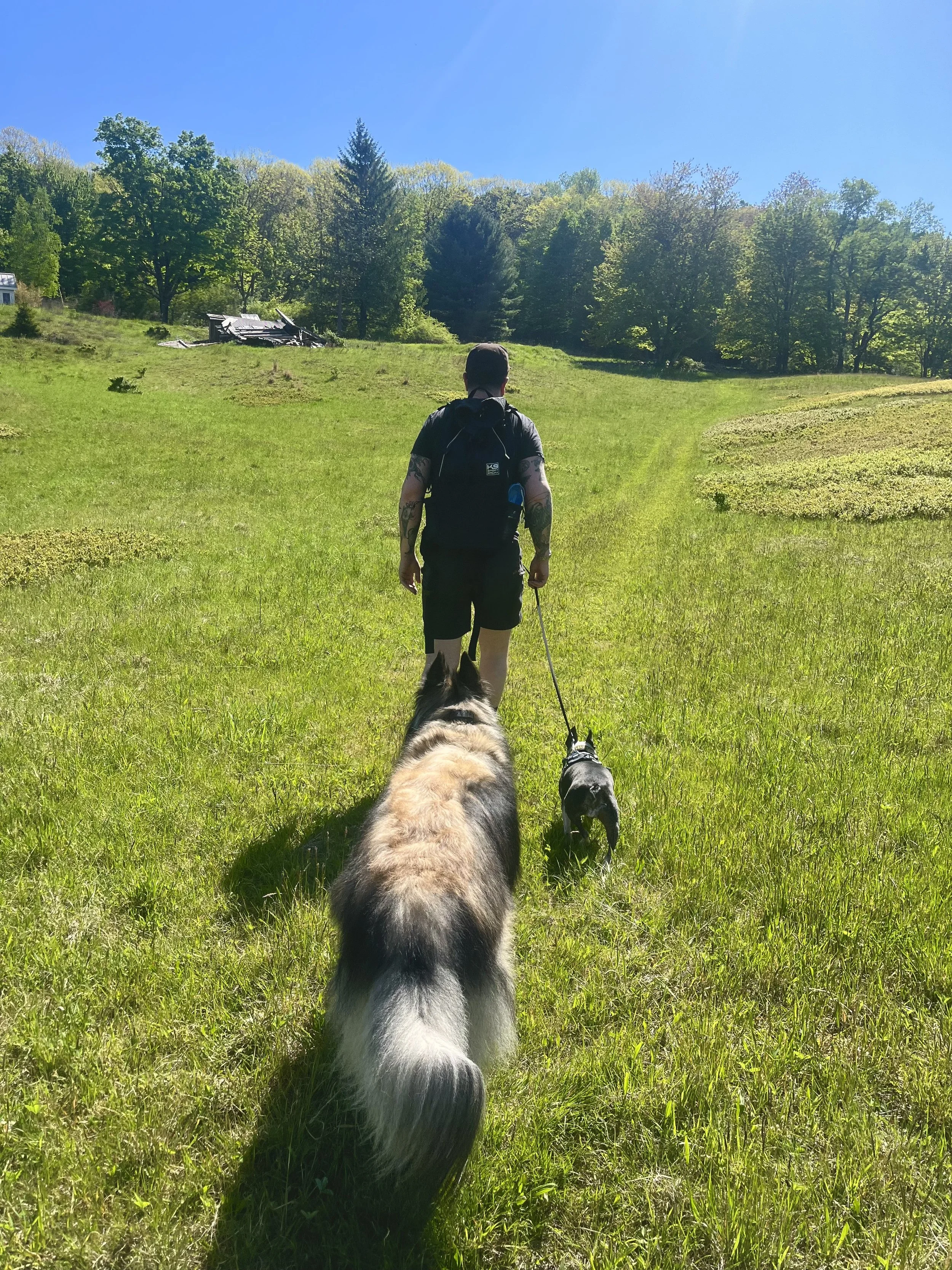 Building Healthy Relationships in a Multi-Dog Household 