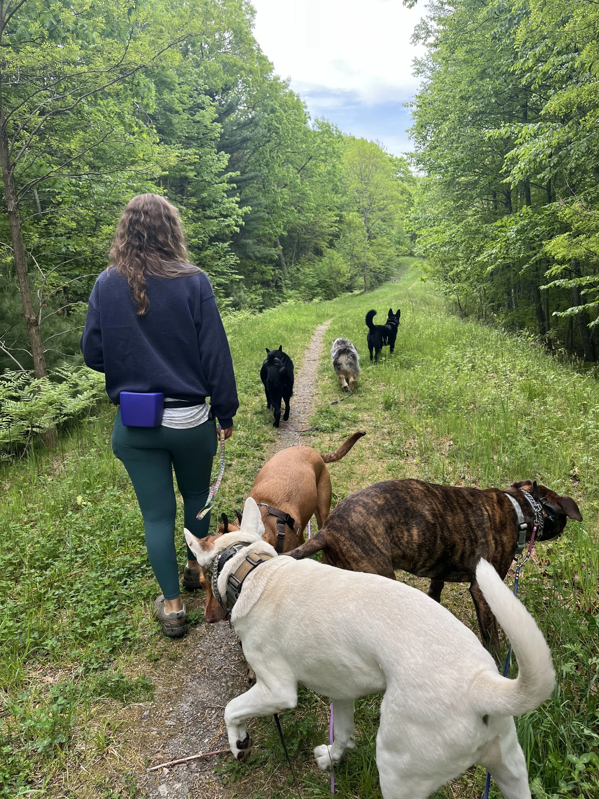 Should I Ignore My Dog’s Unwanted Behavior? 