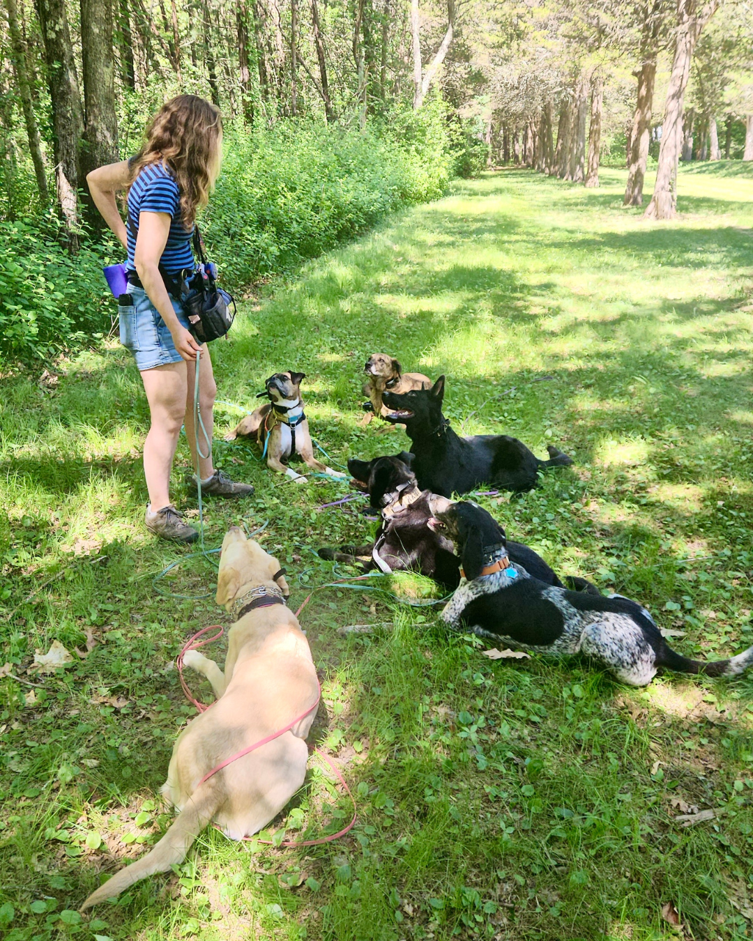 Our Pack Hike Program is Not Your Typical Dog Walk 