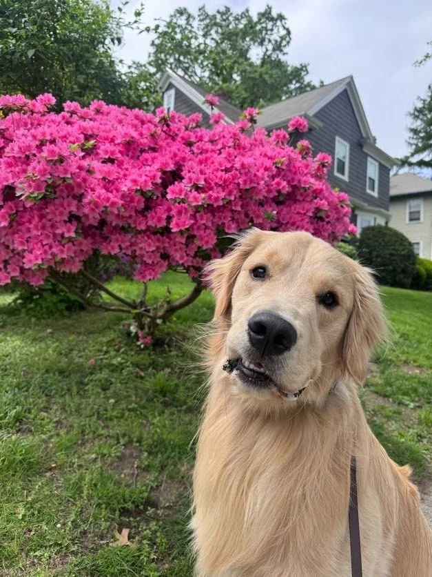 Do You Advocate for Your Dog?