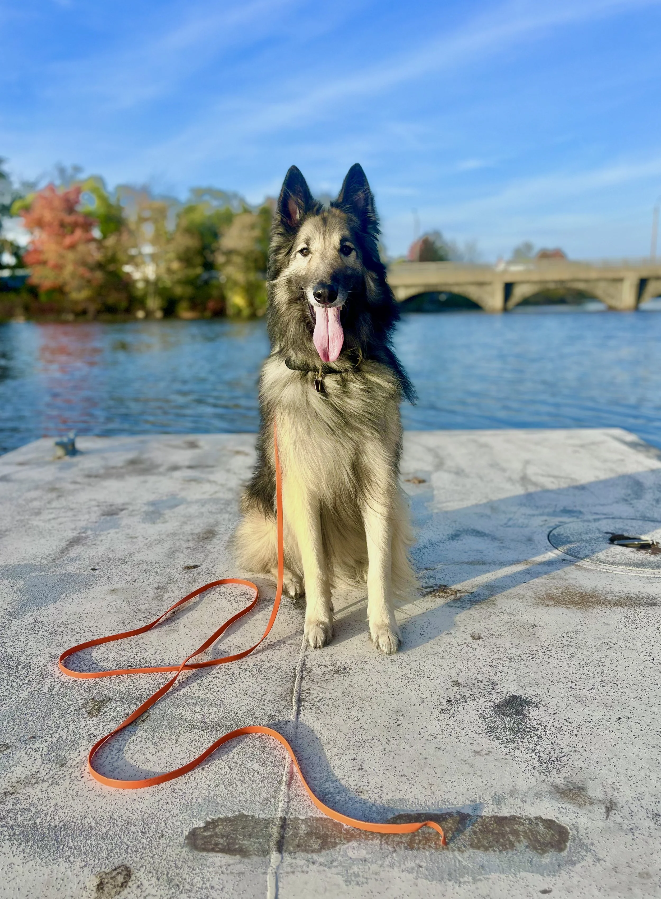 My Dog Doesn’t Like Their Food. Why Does That Matter for Training?