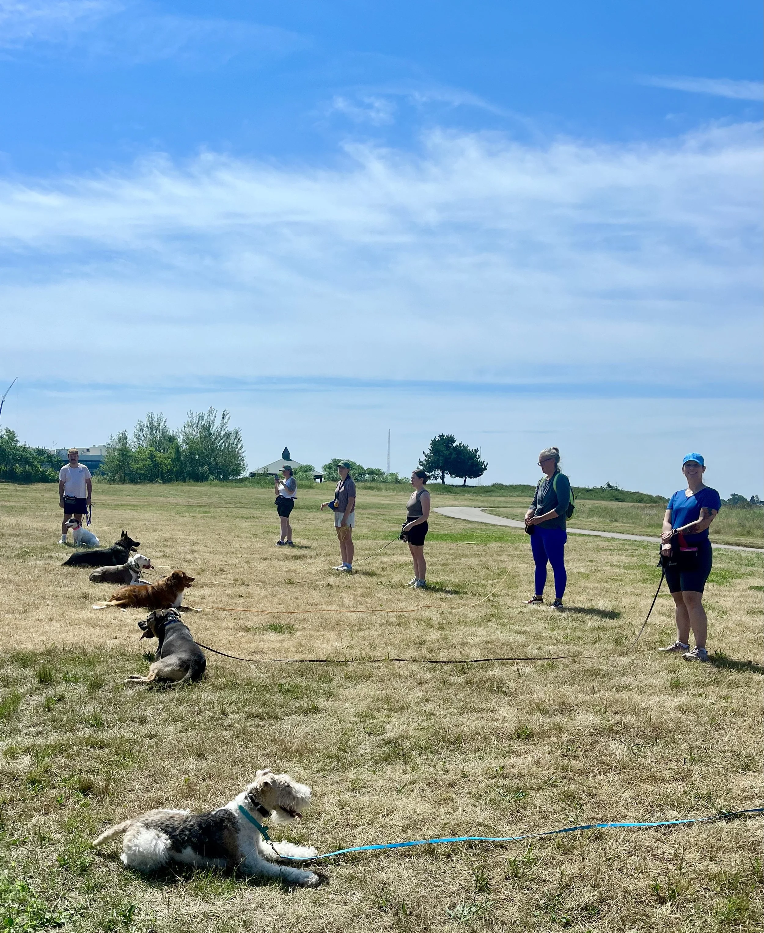 My Goal as a Dog Trainer 