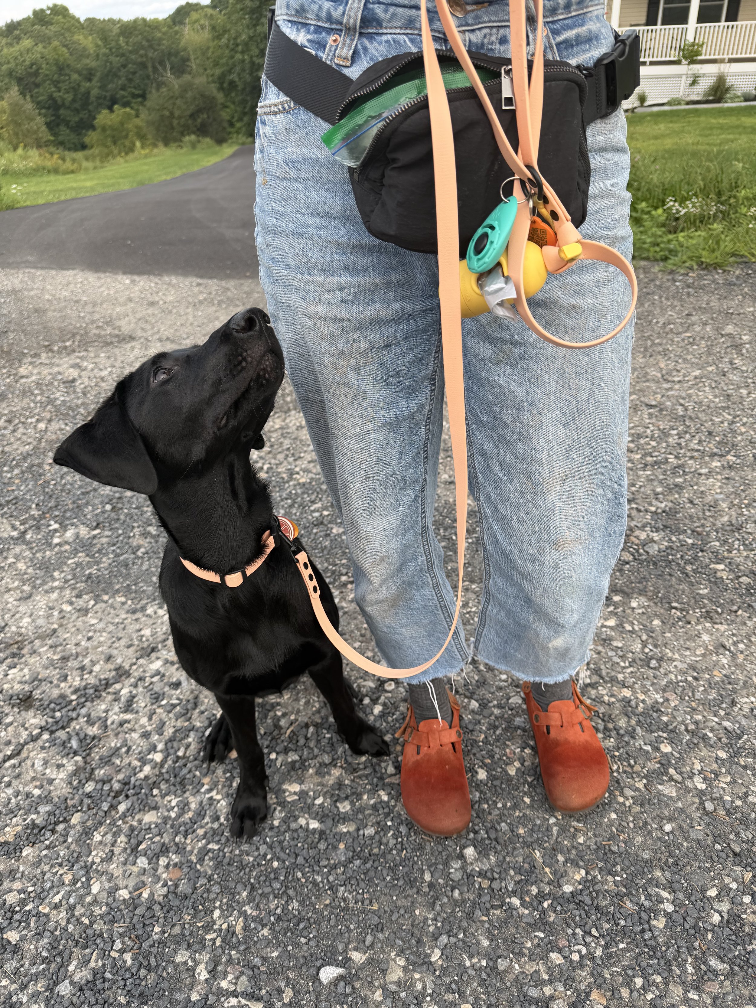 Dog Trainer Green Flags 
