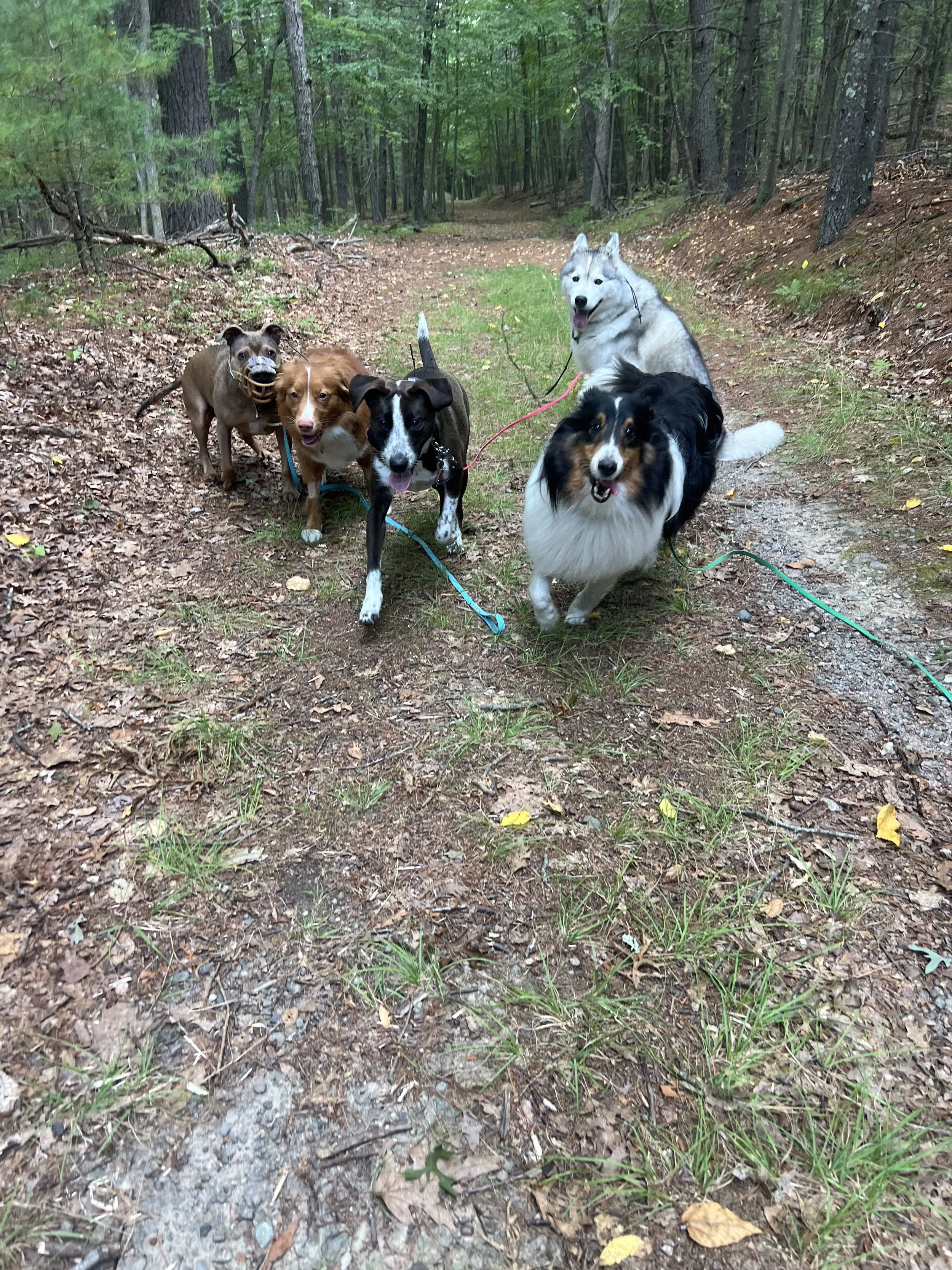 Making E-Collar Training Easy