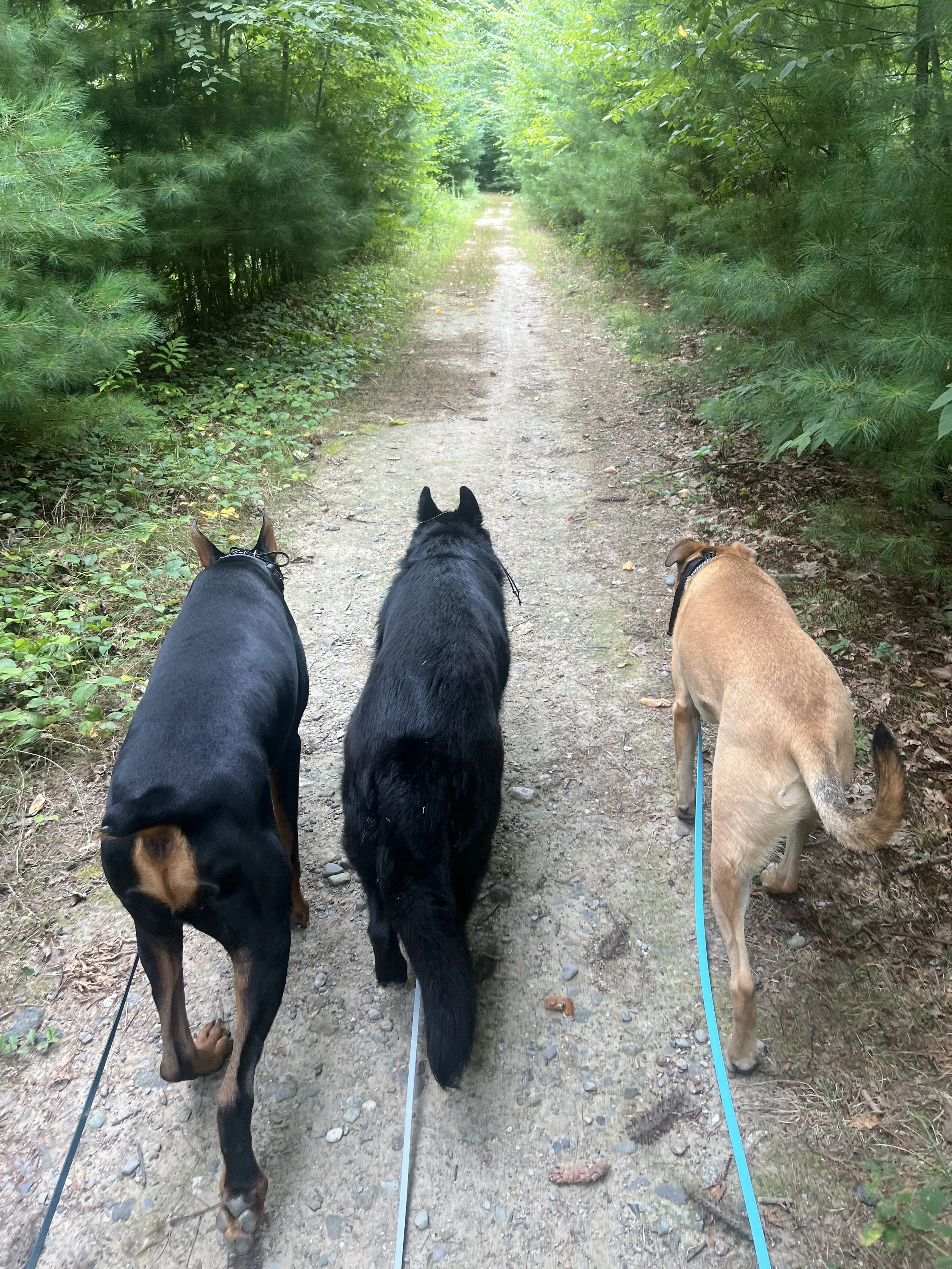 The Myth of a Long Walk