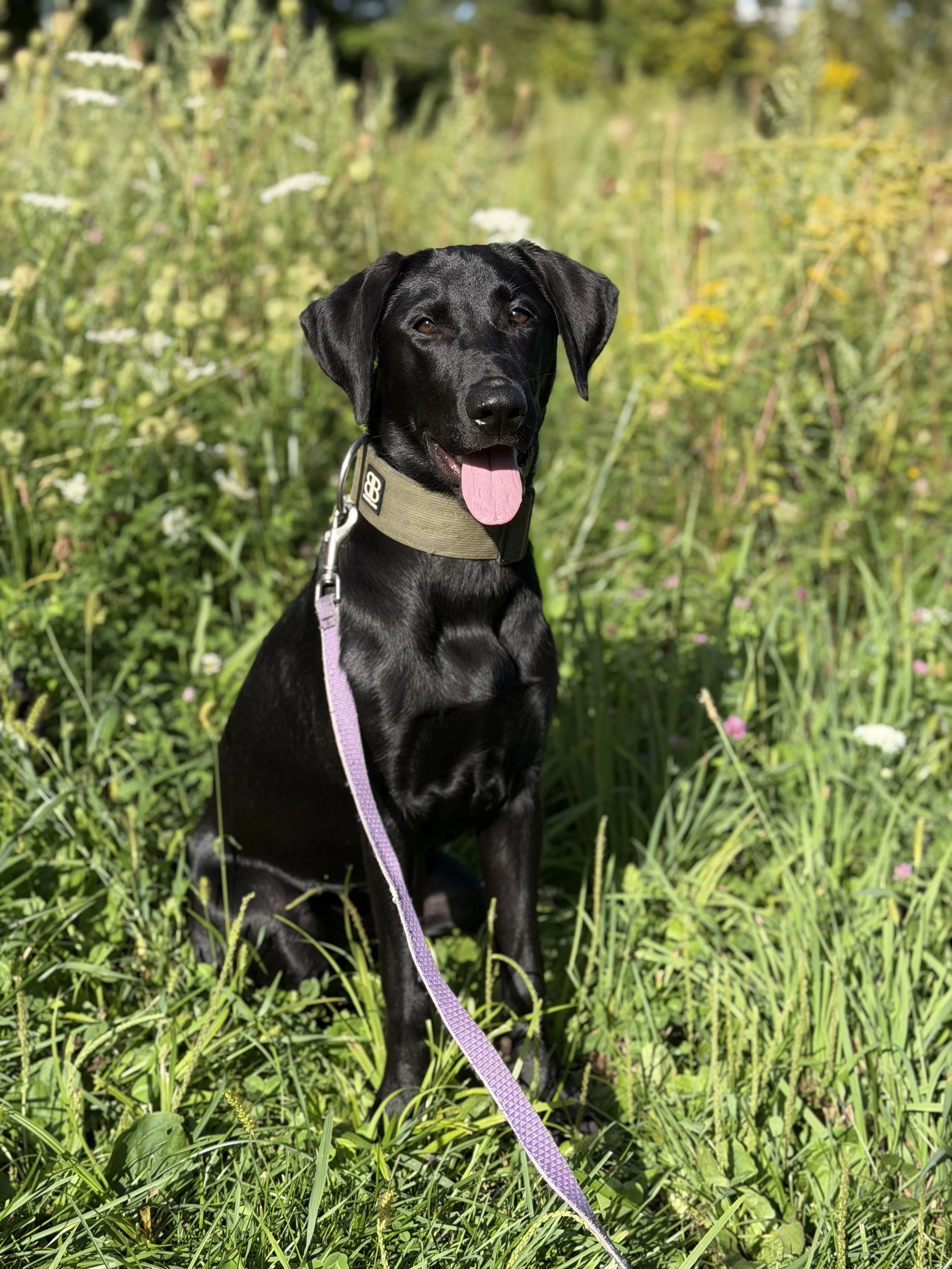 How Would We Introduce a Dog to a Prong Collar? 