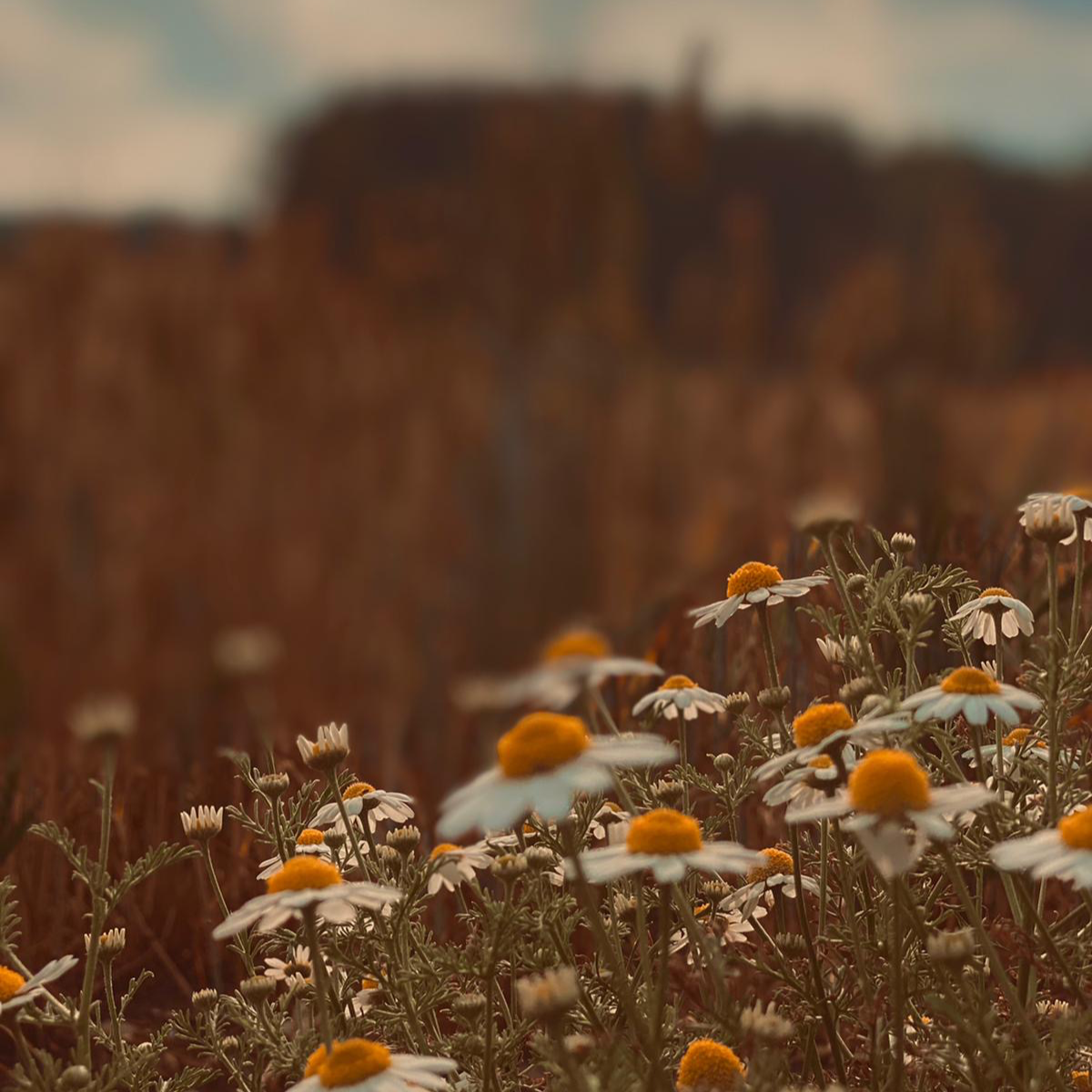 Paradise by Dakota, fine art giclée print showing a close-up field of daisies against warm earthy tones and a softly out-of-focus horizon, presented by Landson Studios.