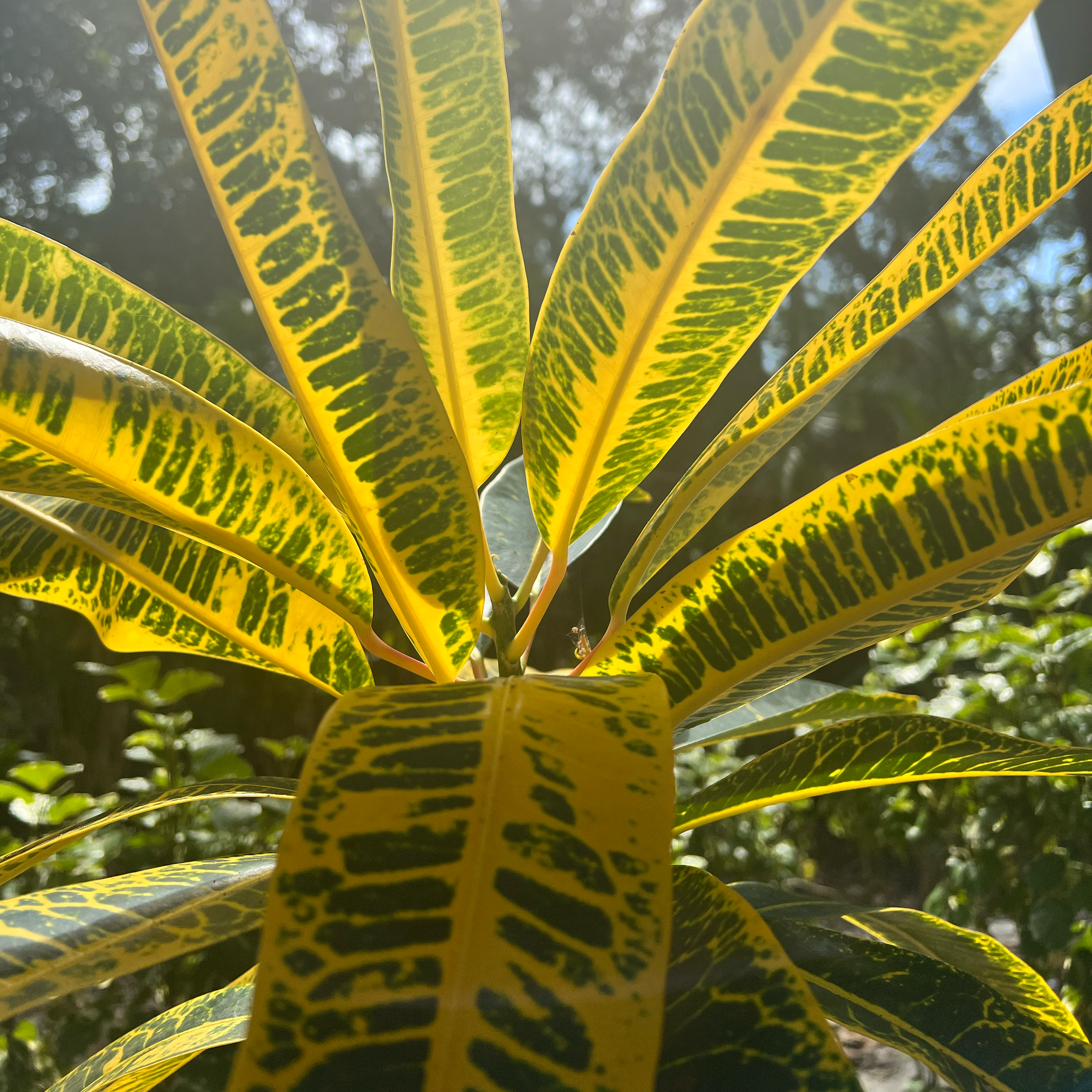 We Are All Vines by Dakota, contemporary botanical photography print featuring sunlit yellow and green tropical leaves