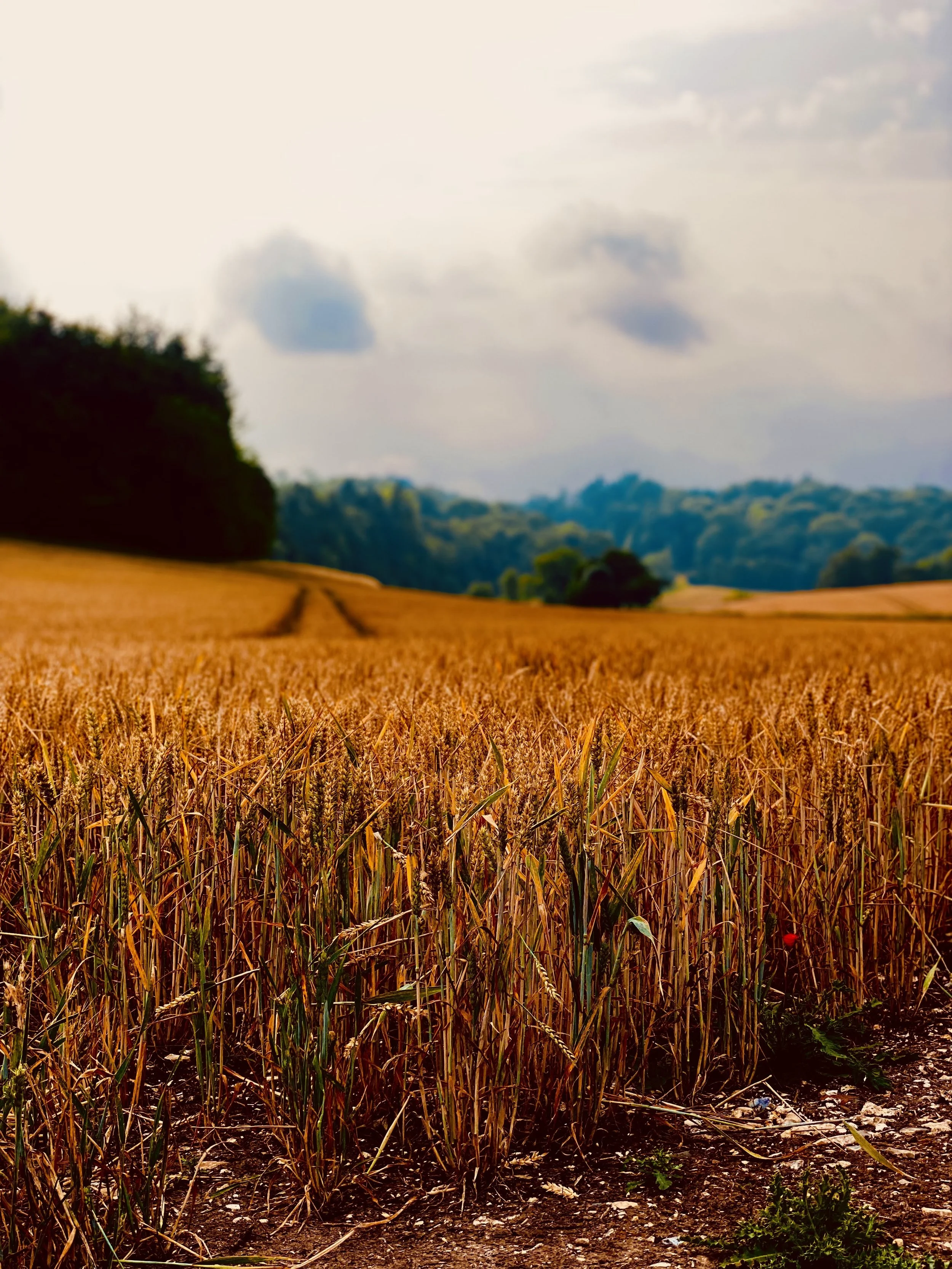 Red Day - Dakota.JPG