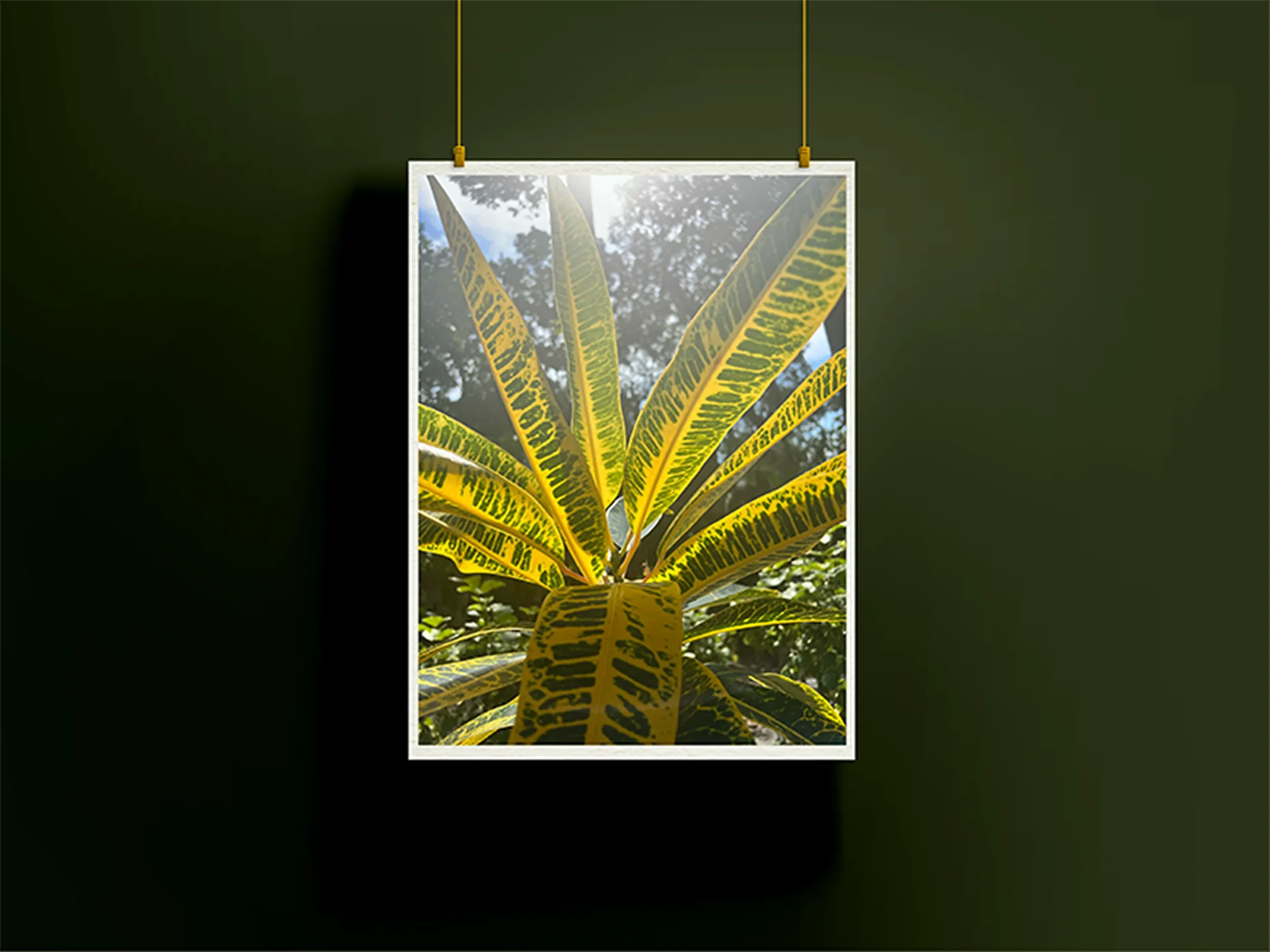 We Are All Vines by Dakota, nature photography art print capturing vibrant tropical foliage in natural sunlight