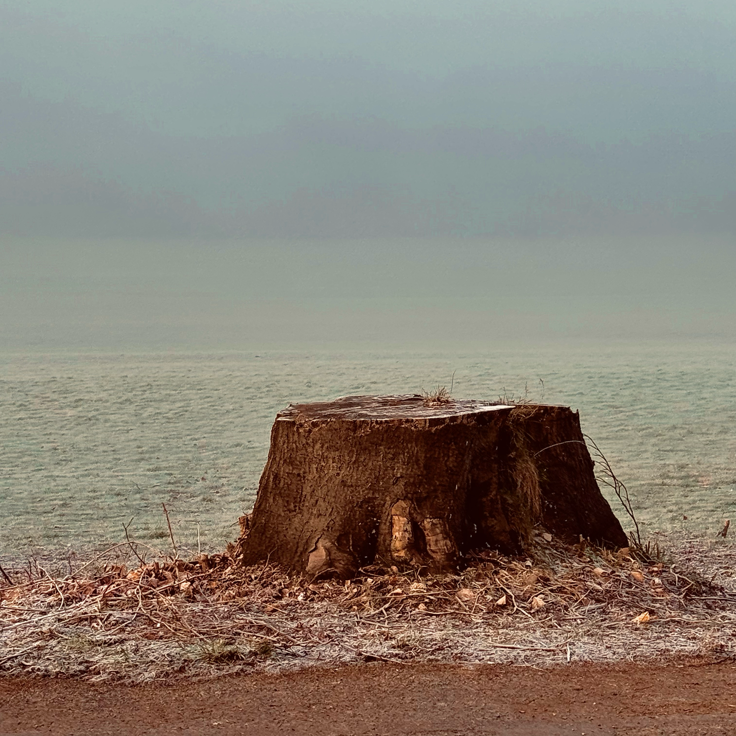 Stumped by Dakota, contemporary photographic artwork depicting a cut tree stump against a fog-softened horizon, by Landson Studios.