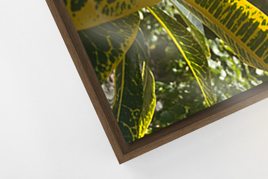 We Are All Vines - Dakota Limited Edition Camden Woodtones Tray Frame Light Walnut.png