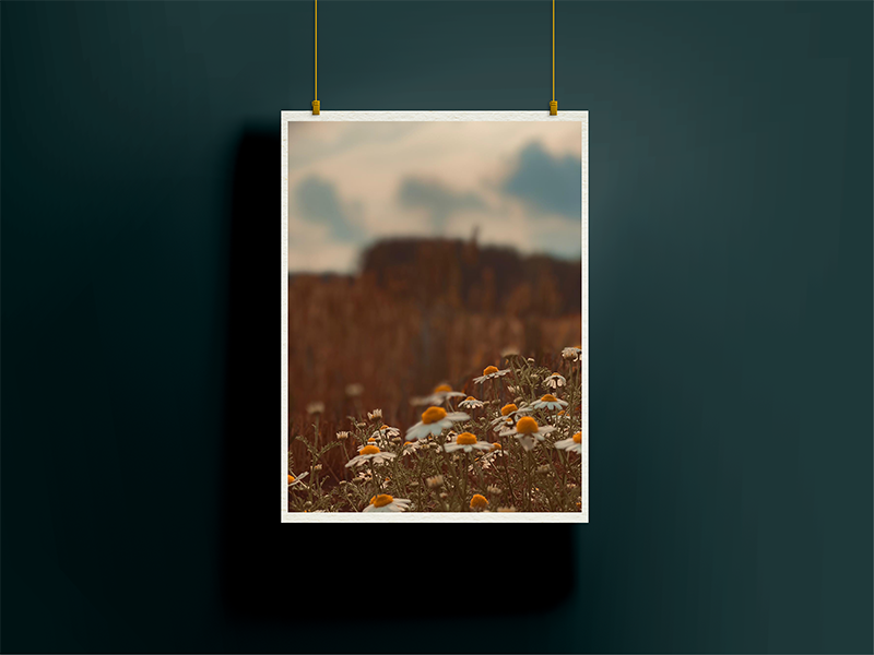 Paradise by Dakota, contemporary photographic giclée print capturing delicate wildflowers in natural light with a shallow depth of field, curated by Landson Studios
