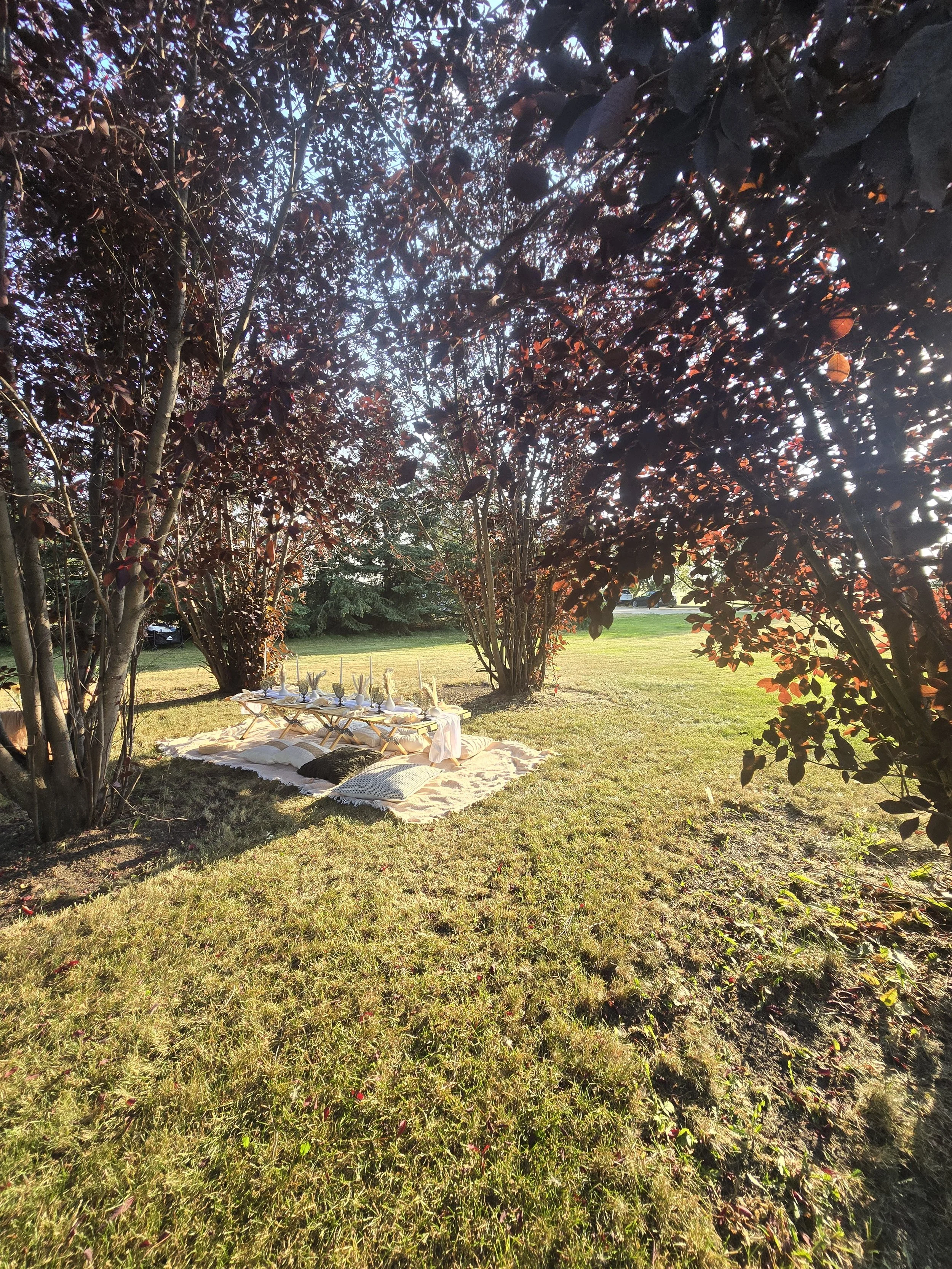 A backyard scene with a grassy lawn, trees with dark red and green leaves, a table set for an outdoor meal with white plates, napkins, silverware, and cups, and a sunny sky in the background.