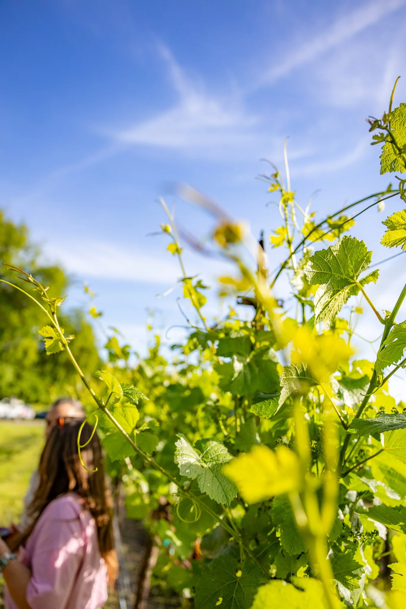 Close-up of green grapevine leaves with a person in the background.